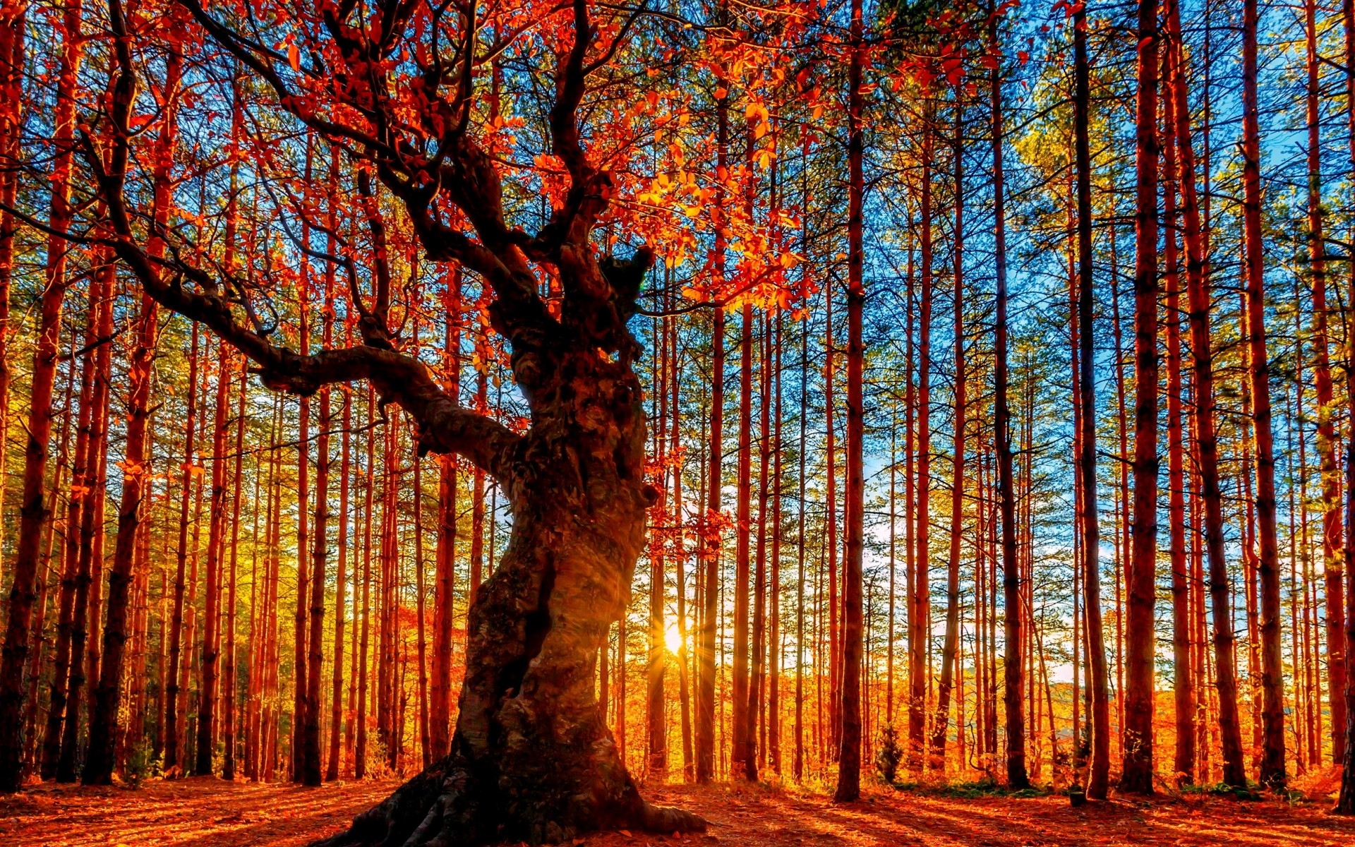 Download mobile wallpaper Nature, Sunset, Forest, Tree, Fall, Earth, Hdr, Sunlight for free.