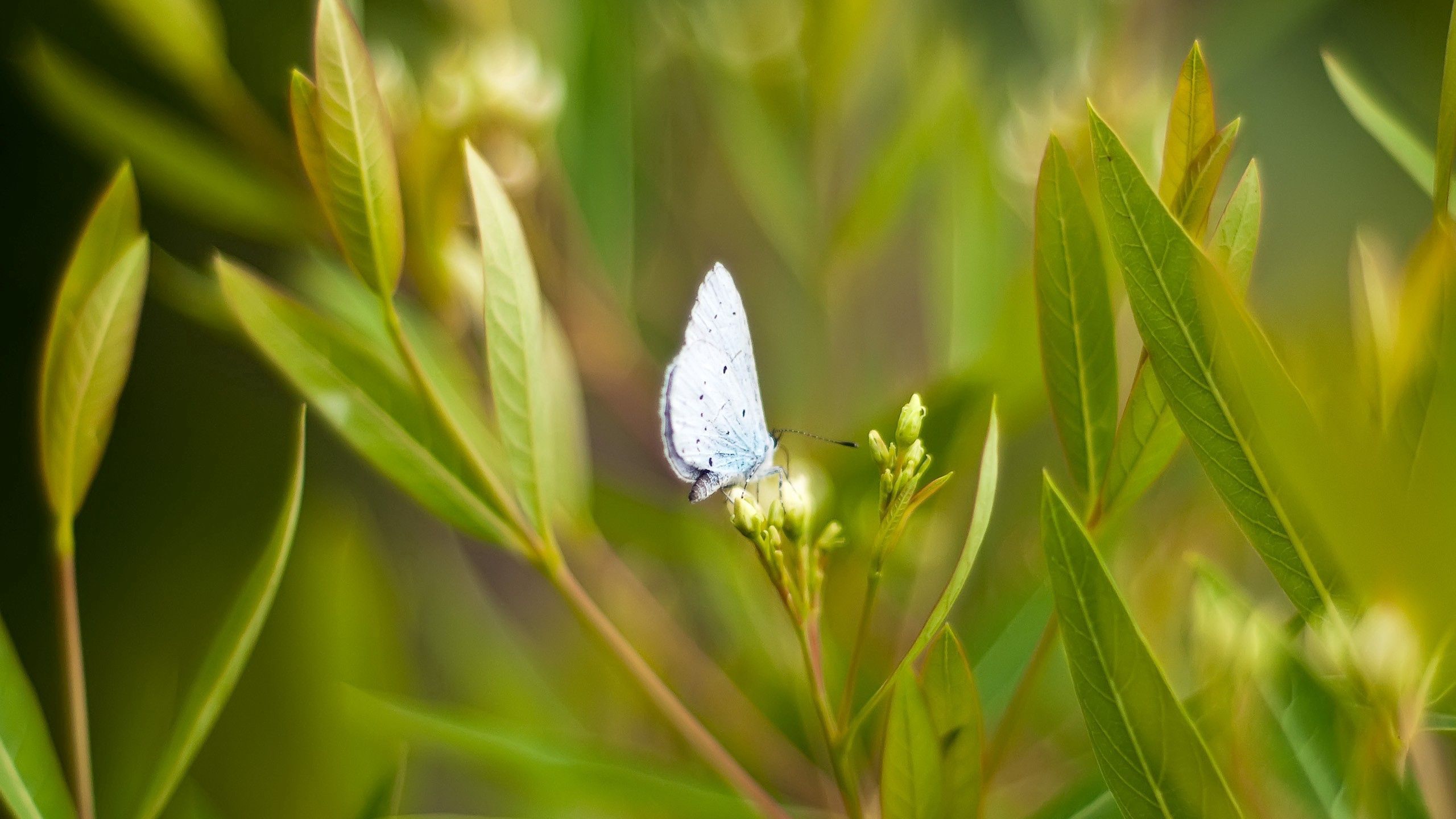 Download mobile wallpaper Macro, Grass, Wings, Butterfly for free.