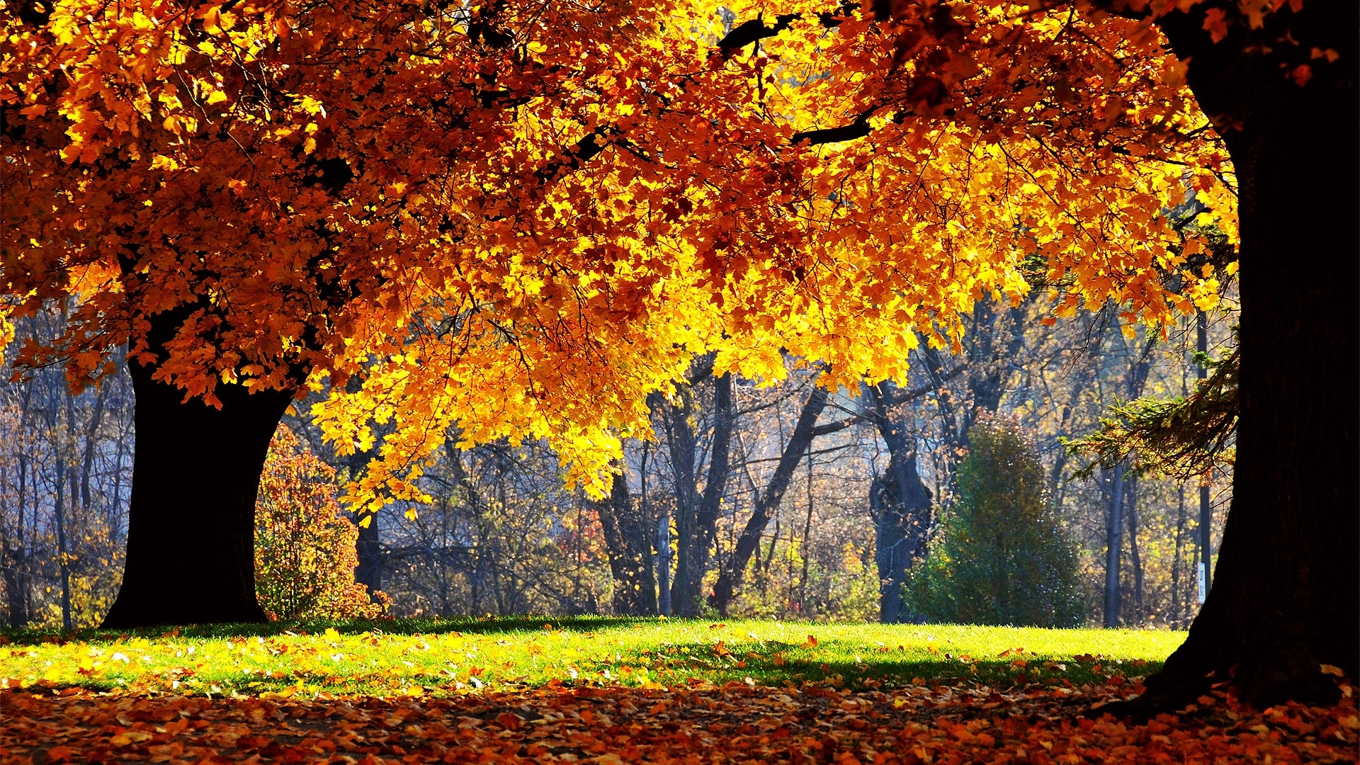 Download mobile wallpaper Leaves, Landscape, Trees, Nature, Autumn for free.
