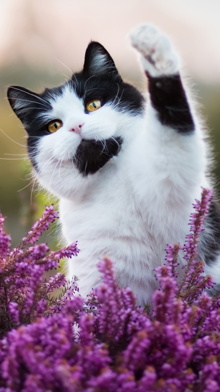 Download mobile wallpaper Cats, Cat, Animal for free.