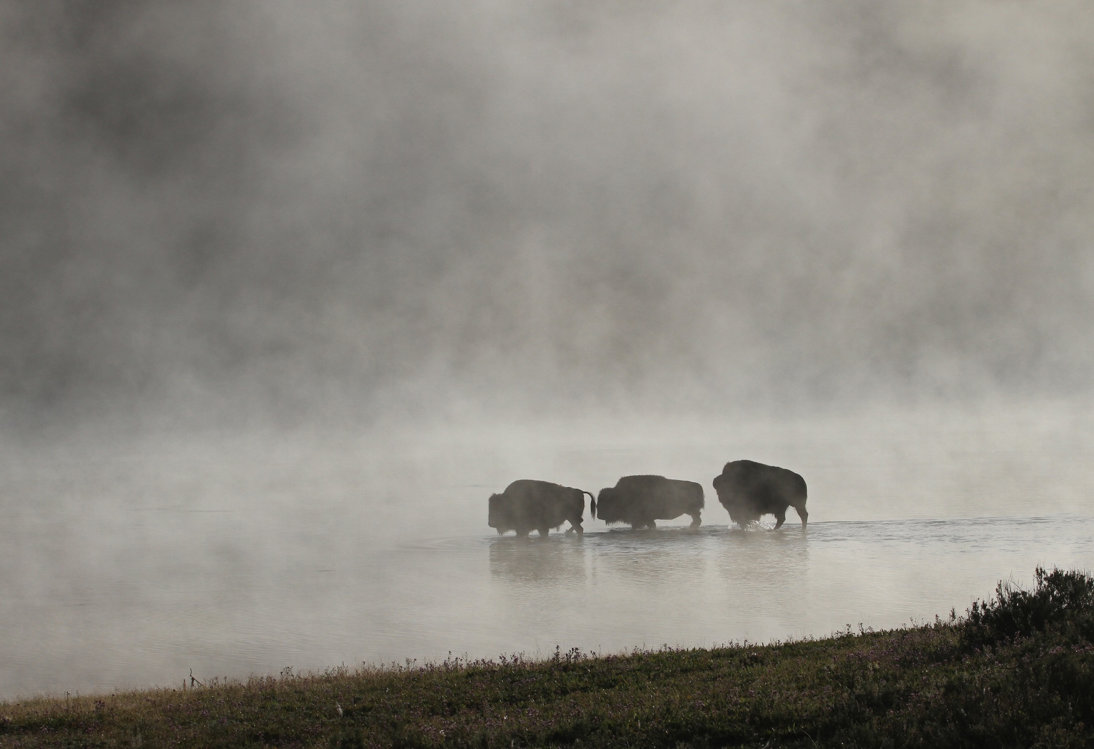 792852 Hintergrundbild herunterladen tiere, amerikanischer bison, büffel, nebel, nationalpark, fluss, silhouette, gelbstein - Bildschirmschoner und Bilder kostenlos