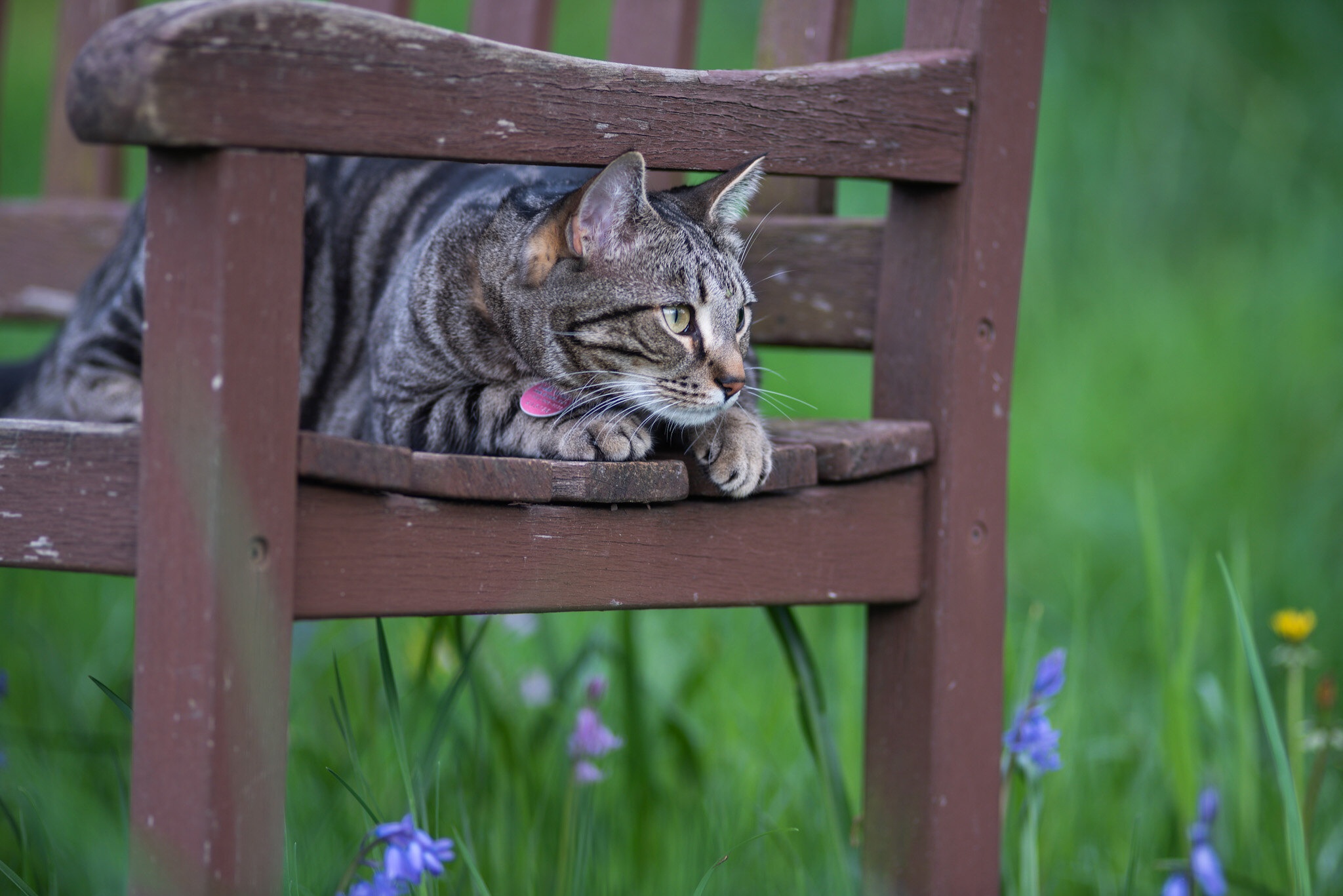 Handy-Wallpaper Tiere, Katzen, Katze kostenlos herunterladen.