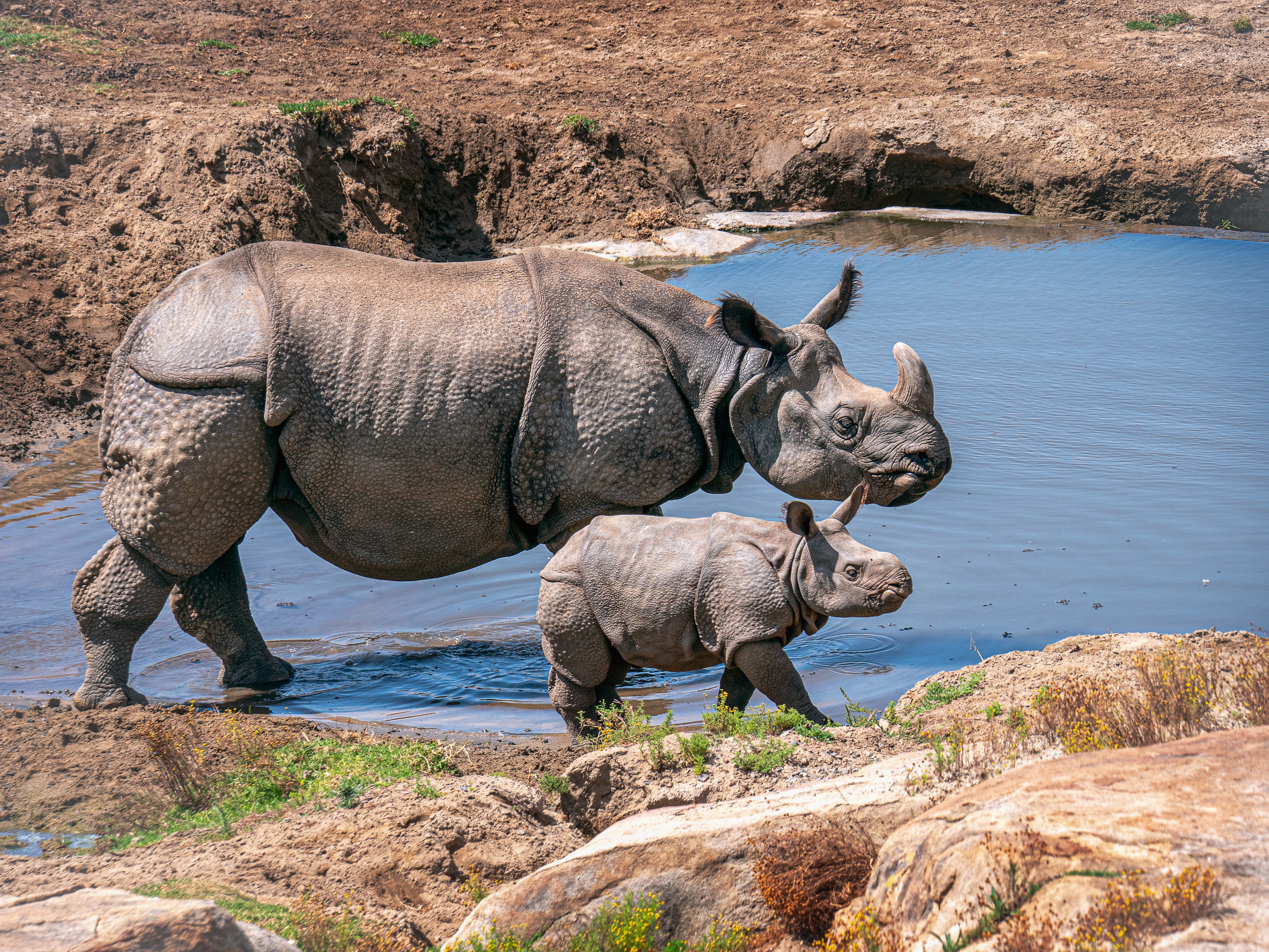 Téléchargez gratuitement l'image Animaux, Rhinocéros, Bébé Animal sur le bureau de votre PC