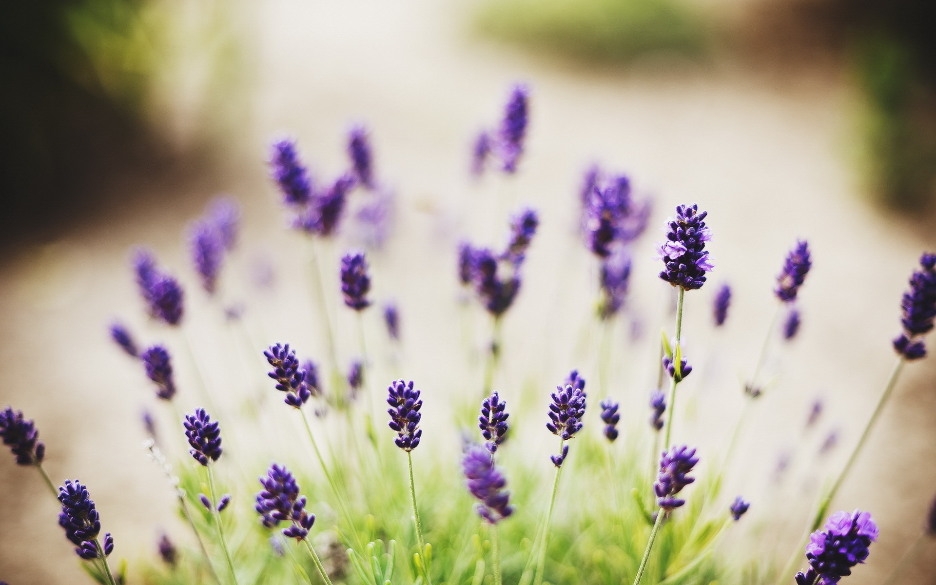 Descarga gratis la imagen Flores, Flor, Tierra/naturaleza en el escritorio de tu PC