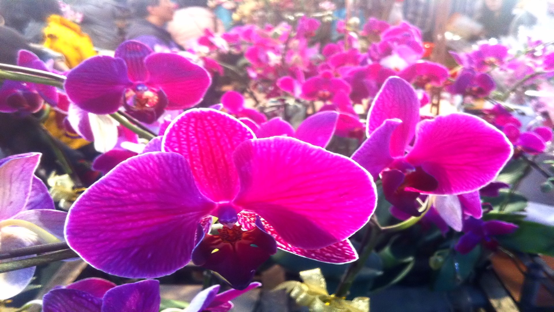 Скачать обои бесплатно Орхидея, Флауэрсы, Земля/природа картинка на рабочий стол ПК