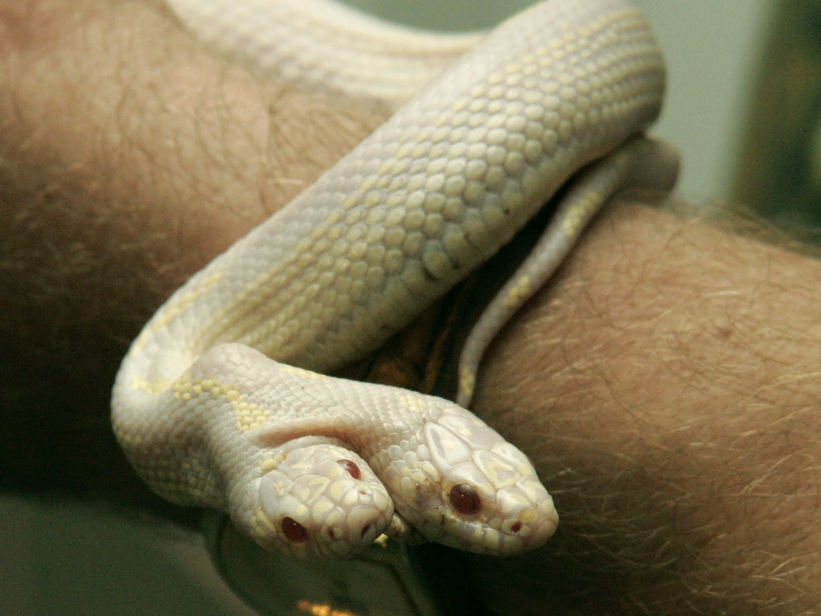 Baixe gratuitamente a imagem Animais, Cobra, Répteis na área de trabalho do seu PC