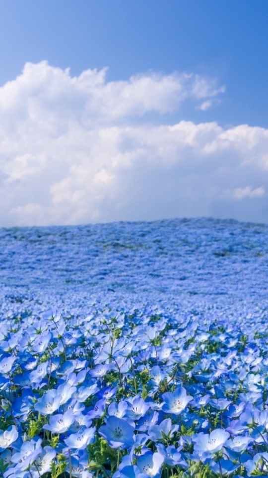 Handy-Wallpaper Natur, Blumen, Blume, Feld, Wolke, Himmel, Erde/natur, Blaue Blume, Aufstellen kostenlos herunterladen.