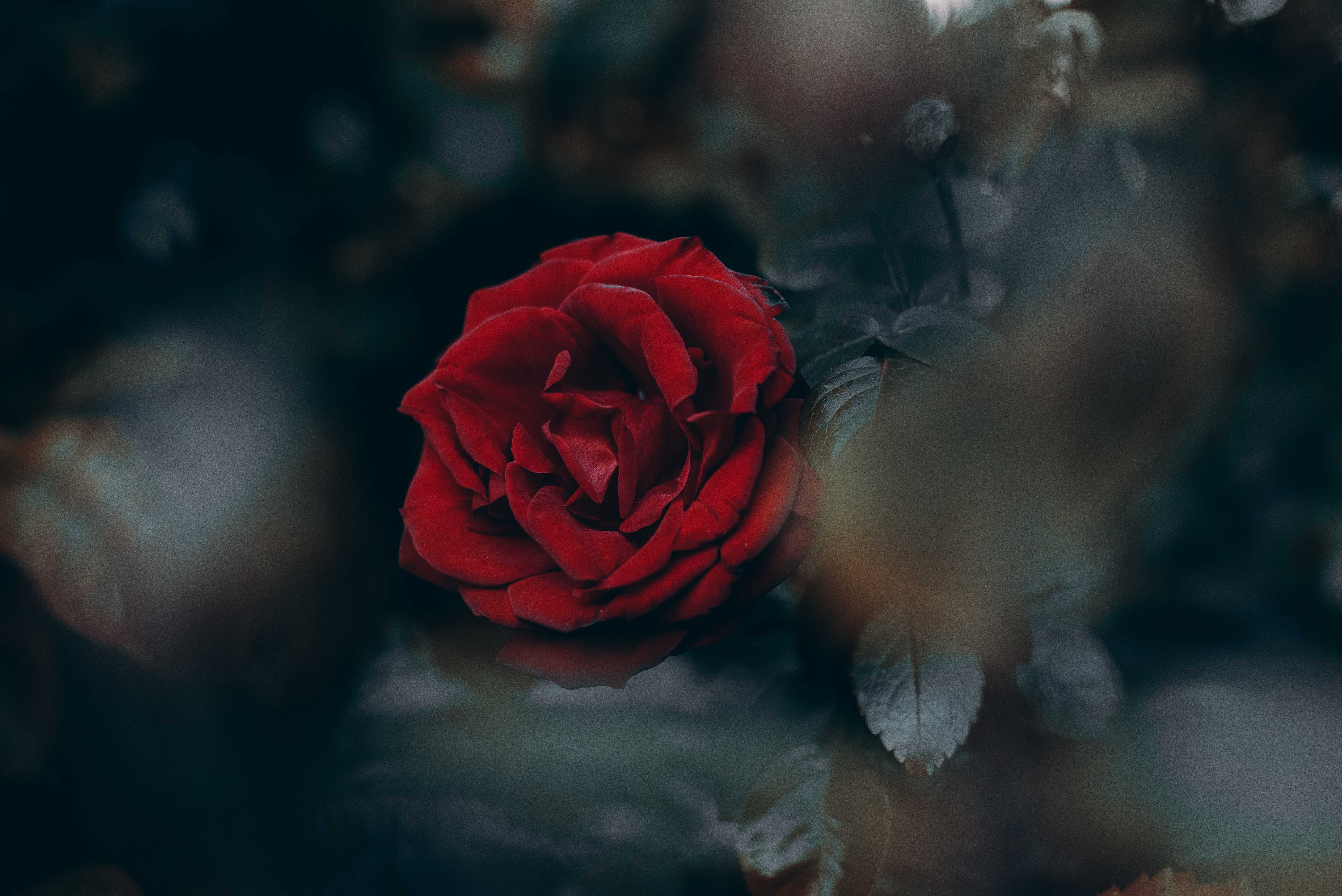 Free download wallpaper Flowers, Bud, Rose, Rose Flower, Blur, Smooth on your PC desktop