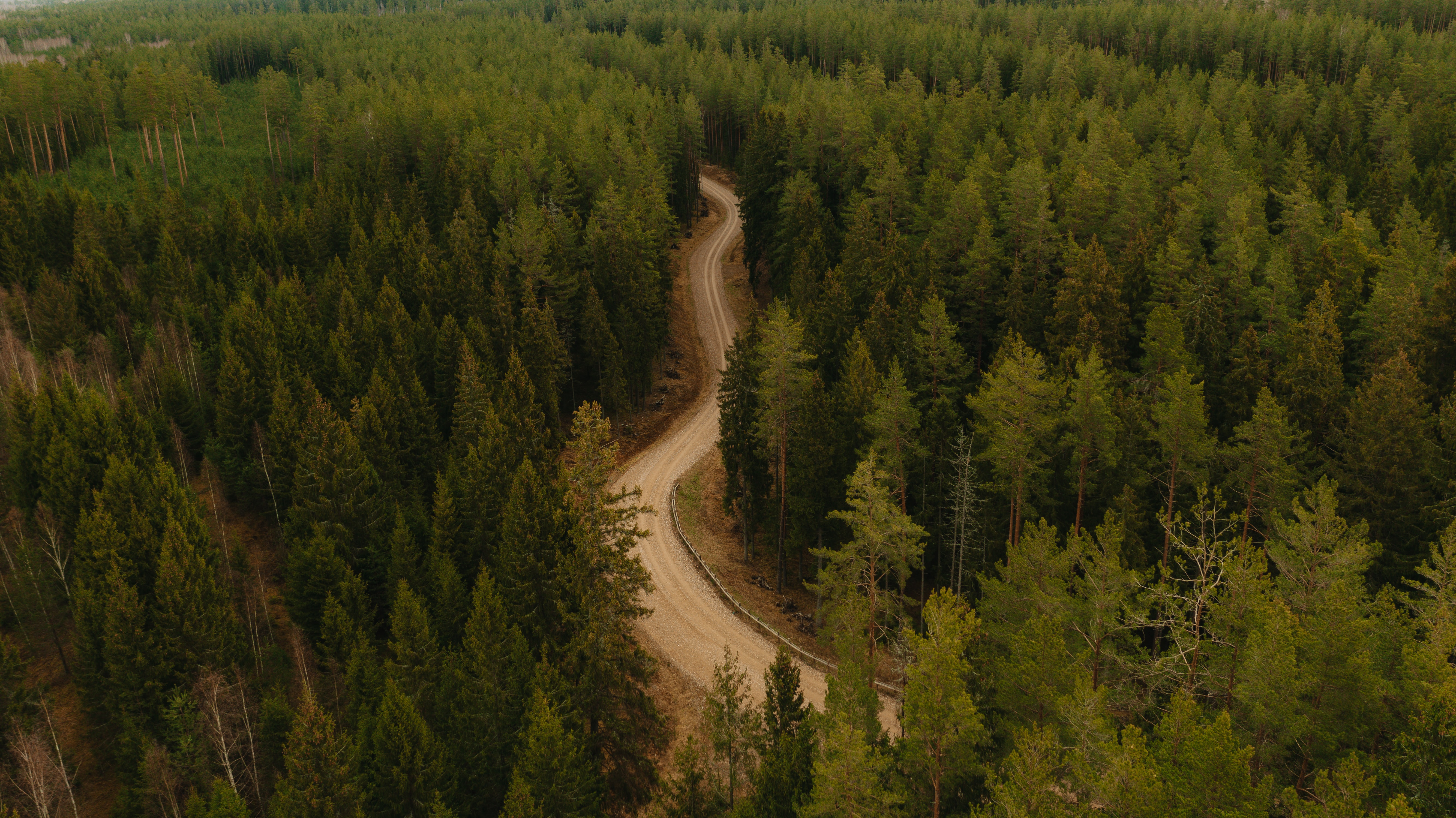nature, trees, road, forest, winding, sinuous 32K
