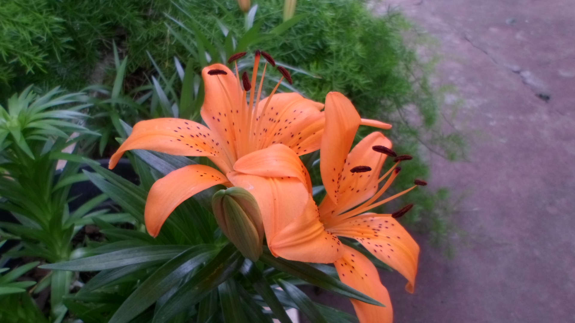 Handy-Wallpaper Lilie, Blumen, Orange Farbe), Natur, Blume, Erde/natur kostenlos herunterladen.
