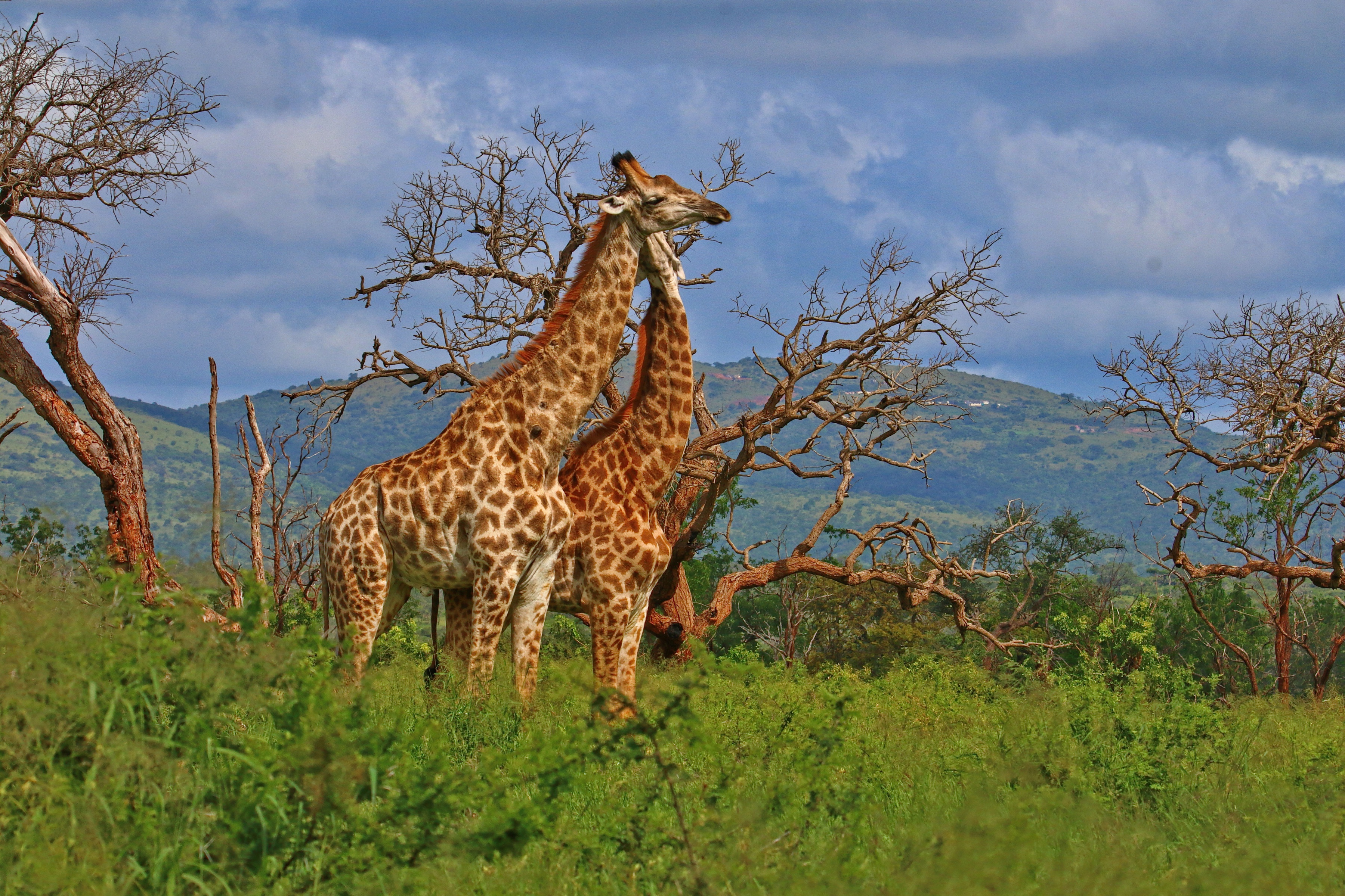 Téléchargez gratuitement l'image Animaux, Girafe sur le bureau de votre PC