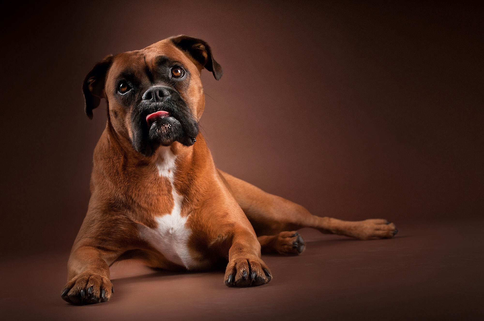 Laden Sie das Tiere, Hunde, Hund, Boxer, Boxer (Hund)-Bild kostenlos auf Ihren PC-Desktop herunter
