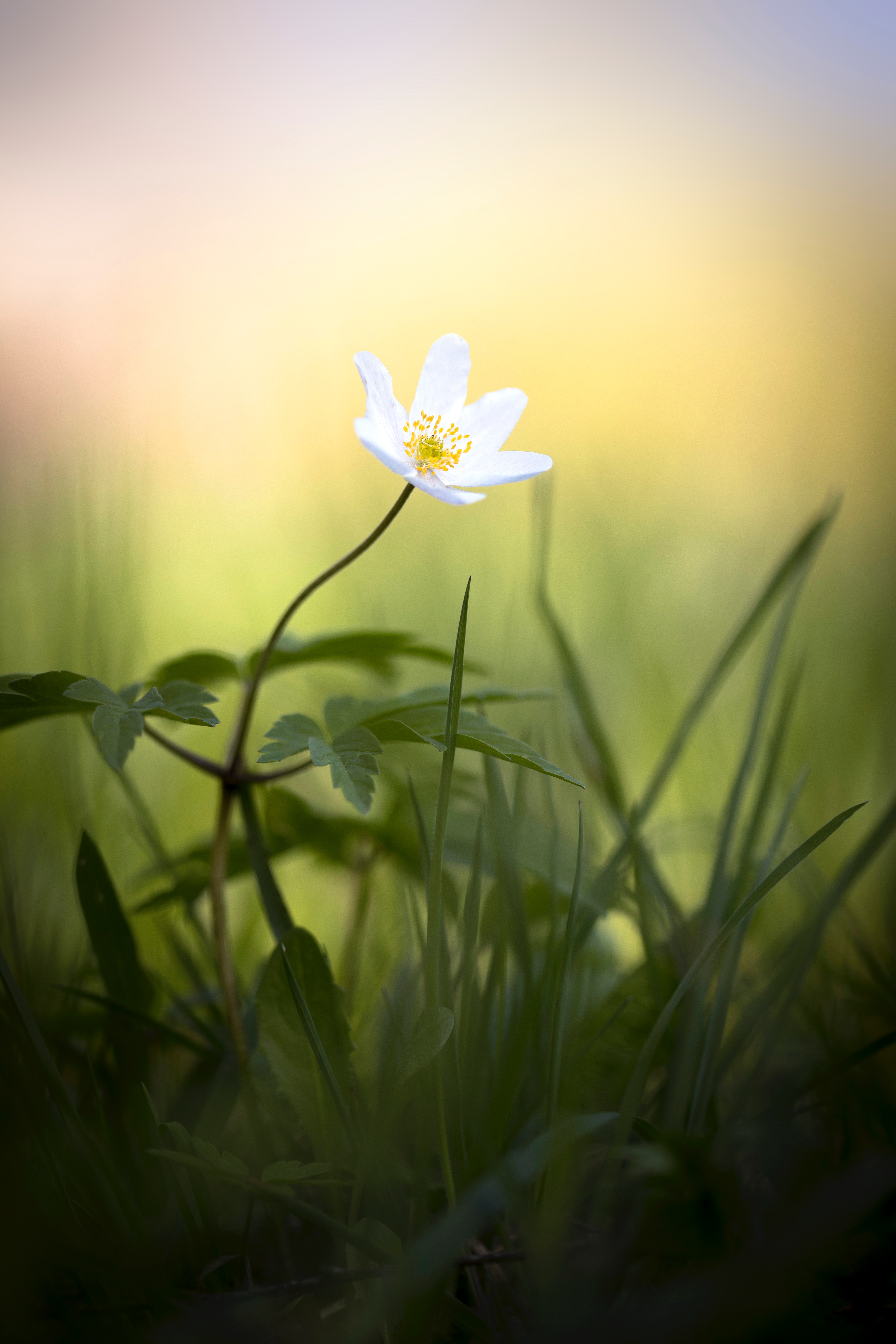 Free download wallpaper Grass, Small, Anemone, Flowers, Flower on your PC desktop