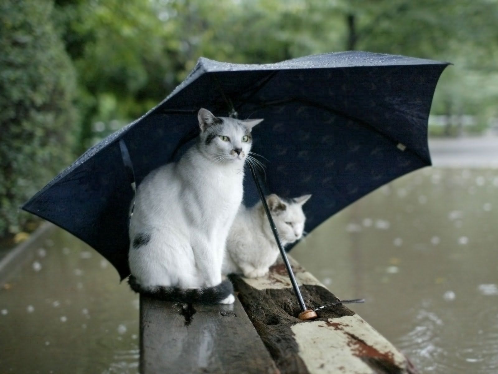 155498 baixar papel de parede visto, animais, gatos, casal, par, manchado, guarda chuva - protetores de tela e imagens gratuitamente