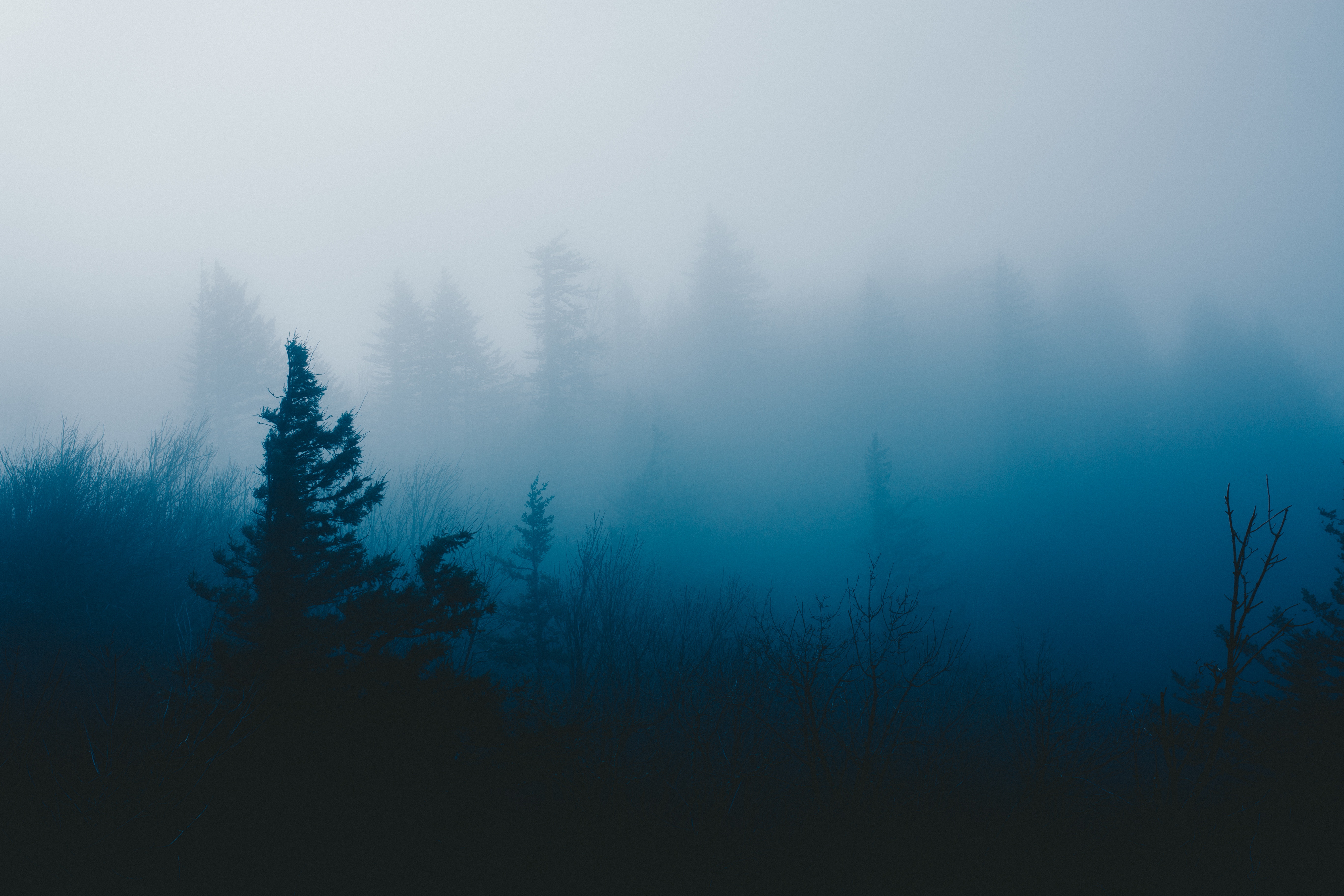 Скачать обои бесплатно Туман, Дерево, Трава, Темные картинка на рабочий стол ПК
