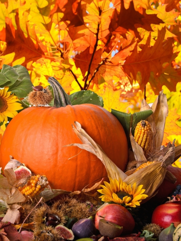 Download mobile wallpaper Nature, Flower, Holiday, Leaf, Fall, Season, Thanksgiving for free.
