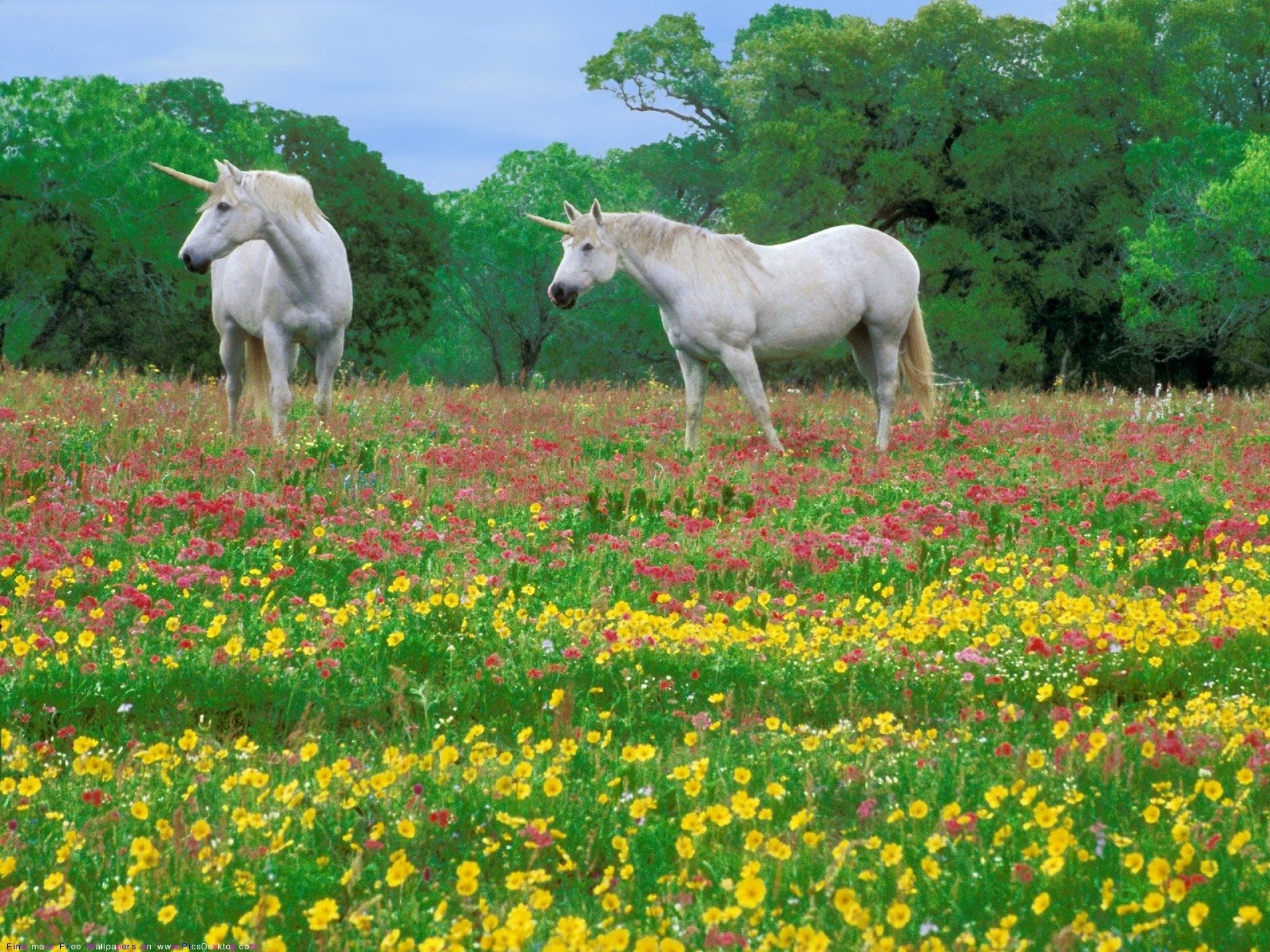 Free download wallpaper Grass, Animals, Flowers, Field, Horses on your PC desktop