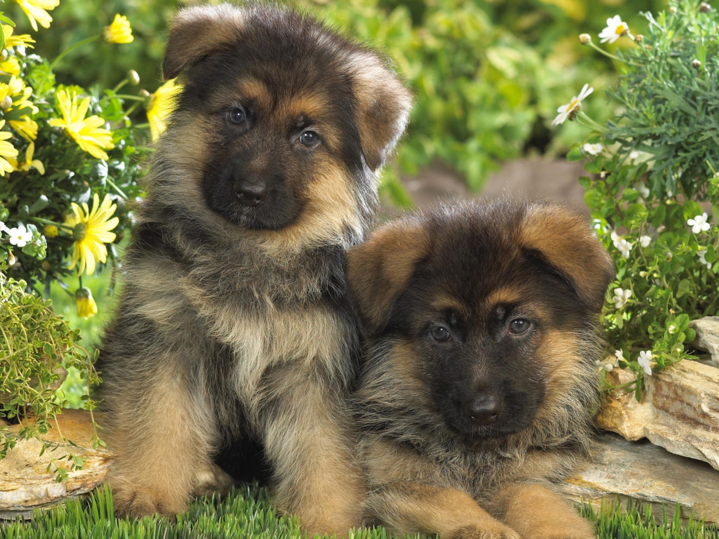 dogs, animals, yellow download HD wallpaper