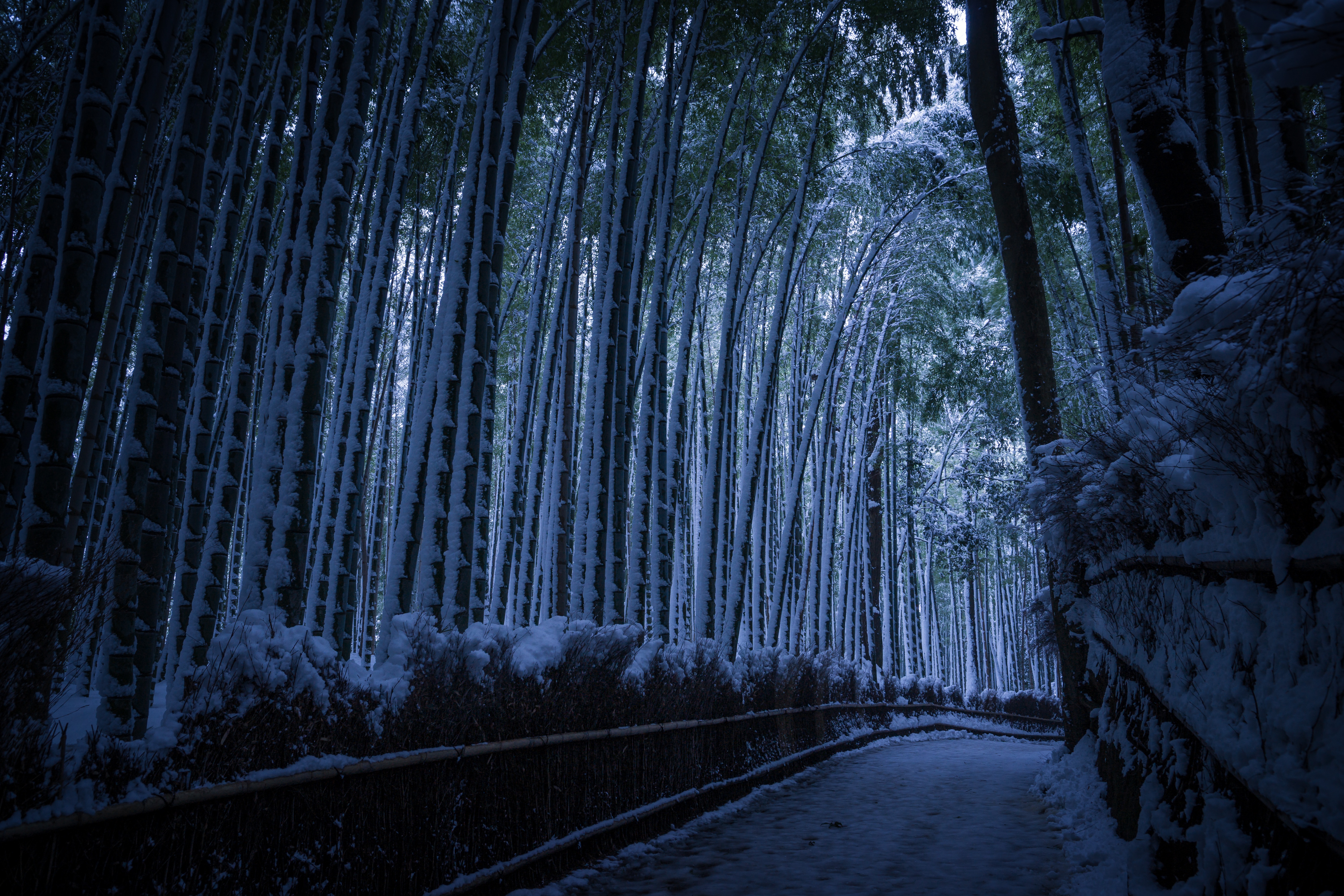 Download mobile wallpaper Winter, Nature, Snow, Forest, Earth, Path, Bamboo for free.