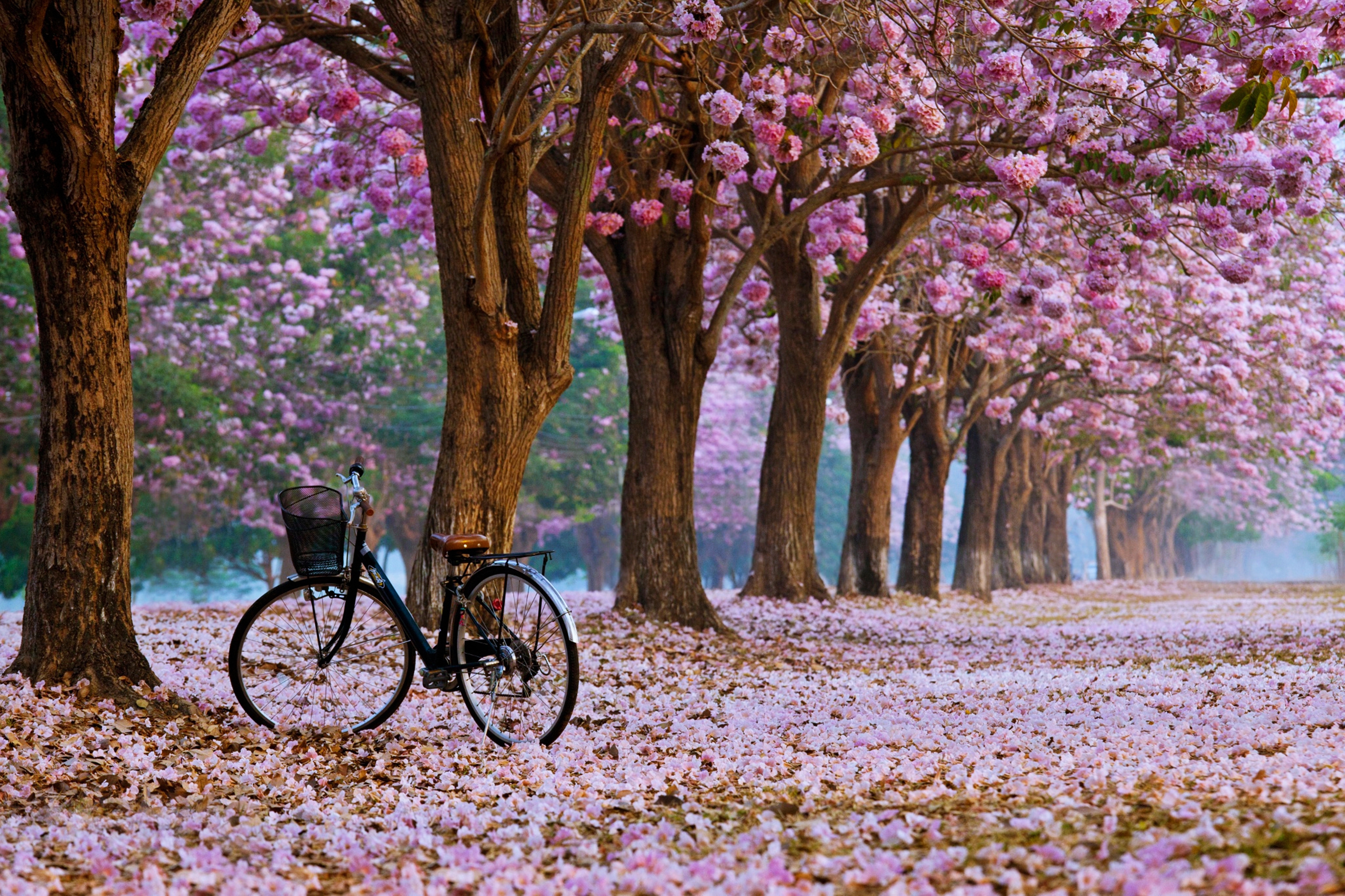 687173 завантажити шпалери весна, транспортні засоби, велосипед, квітка, природа, парк, дерево - заставки і картинки безкоштовно