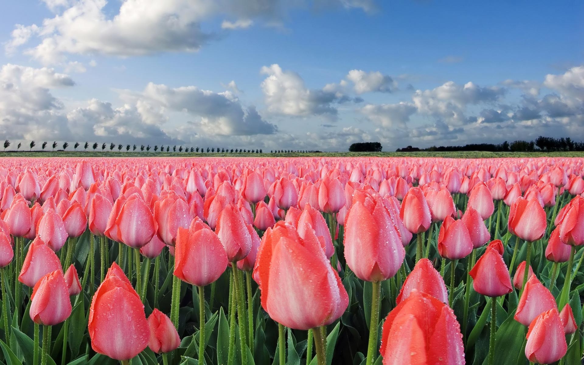 Free download wallpaper Flowers, Landscape, Tulips, Fields on your PC desktop