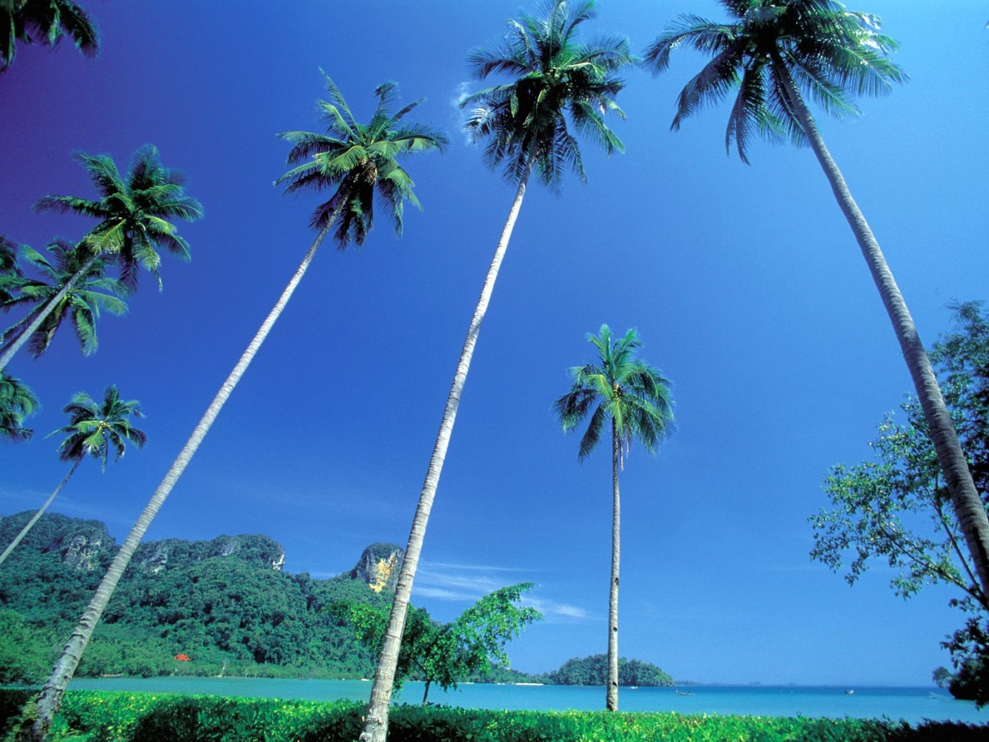 Free download wallpaper Landscape, Palms on your PC desktop
