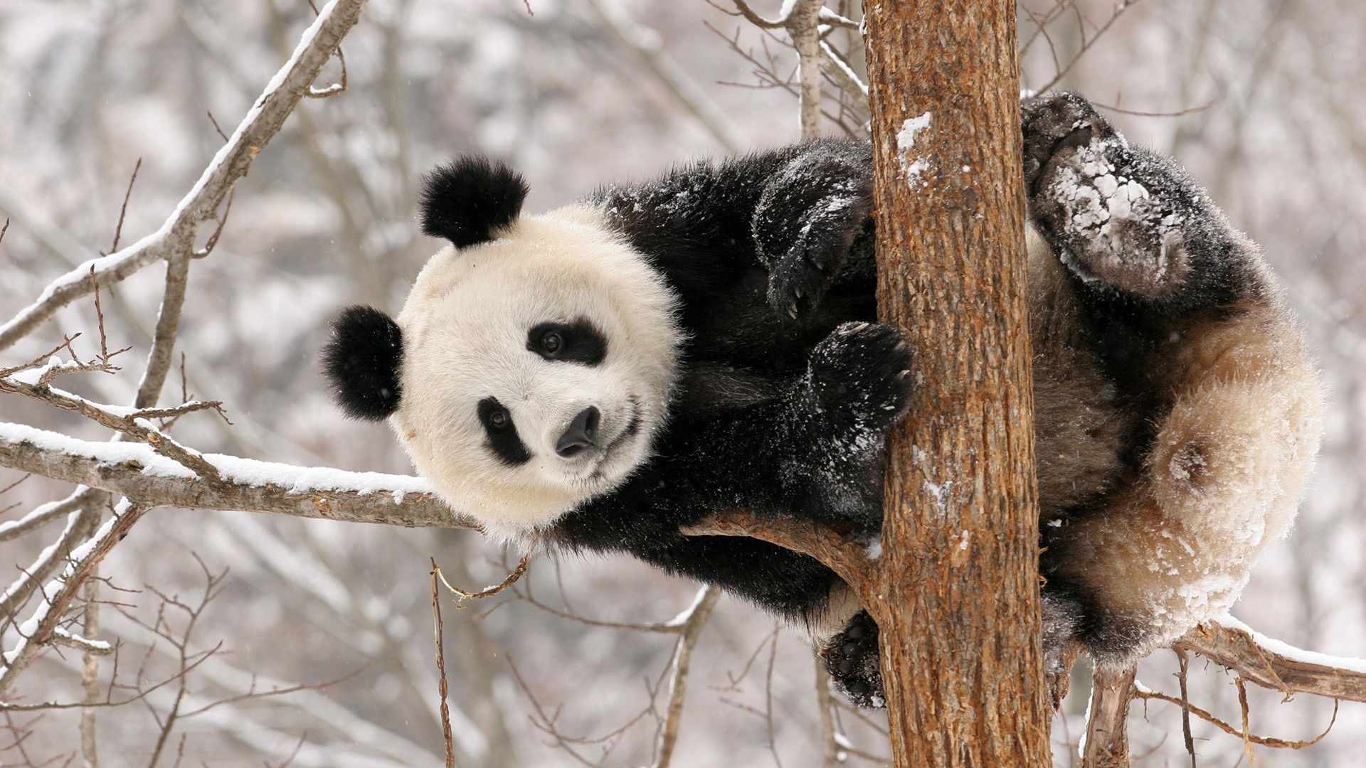 129049 Bild herunterladen panda, tiere, schnee, sitzen, ast, zweig - Hintergrundbilder und Bildschirmschoner kostenlos