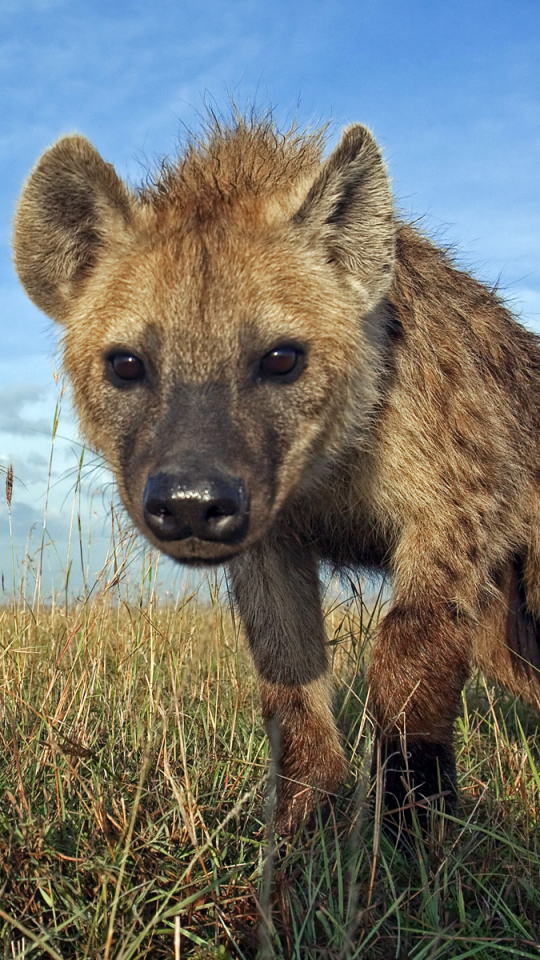 1356398 descargar fondo de pantalla animales, hiena manchada: protectores de pantalla e imágenes gratis