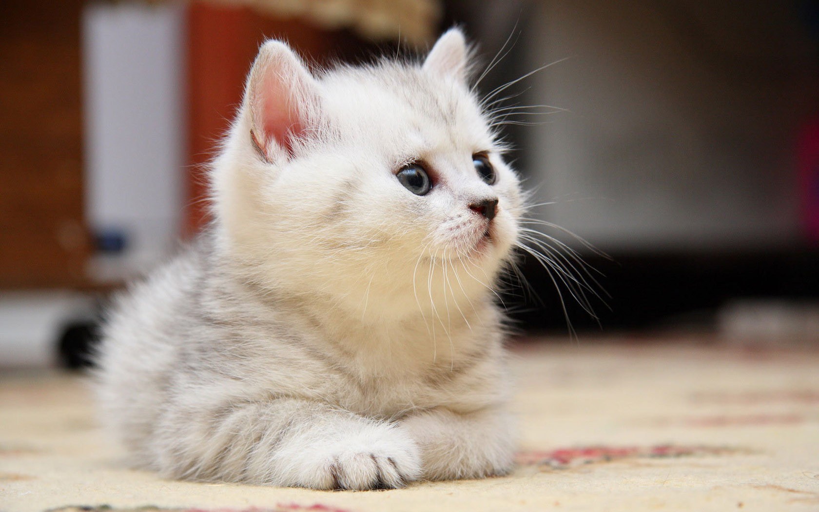 Baixar papel de parede para celular de Animais, Gato gratuito.