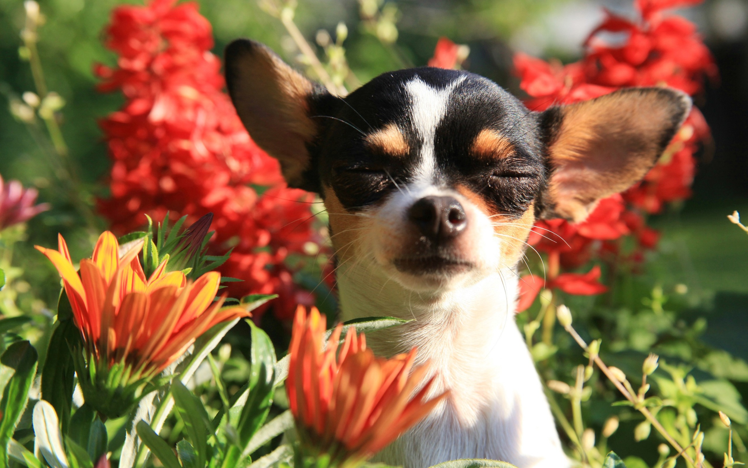 Baixar papel de parede para celular de Animais, Cães, Flor, Cão, Chihuahua gratuito.