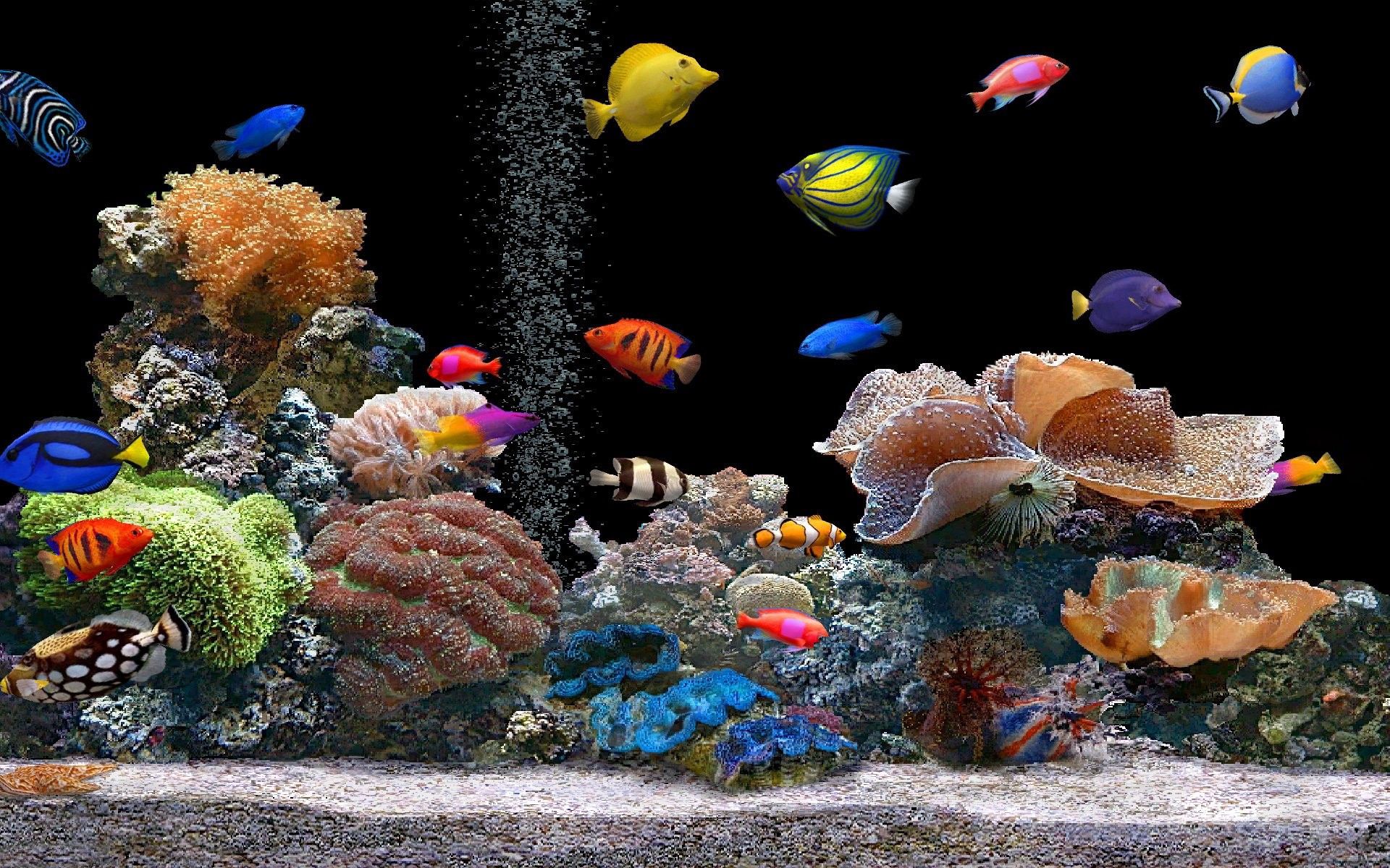 52634 télécharger l'image animaux, poissons, monde sous marin, coraux, multicolore, hétéroclite - fonds d'écran et économiseurs d'écran gratuits