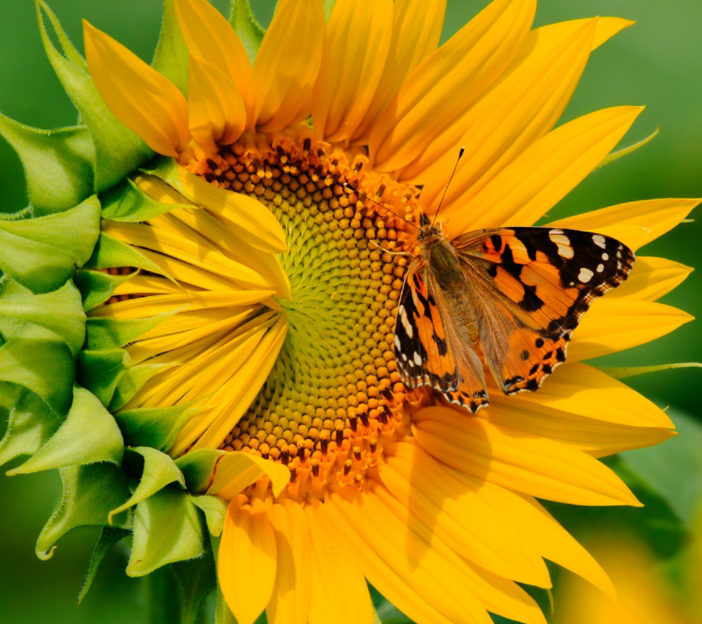 21659 скачать картинку растения, подсолнухи, цветы, насекомые, желтые, бабочки - обои и заставки бесплатно