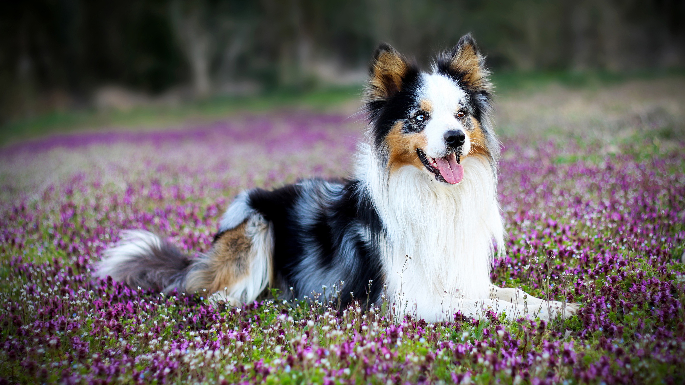 PCデスクトップに動物, 花, 犬, ボーダーコリー画像を無料でダウンロード
