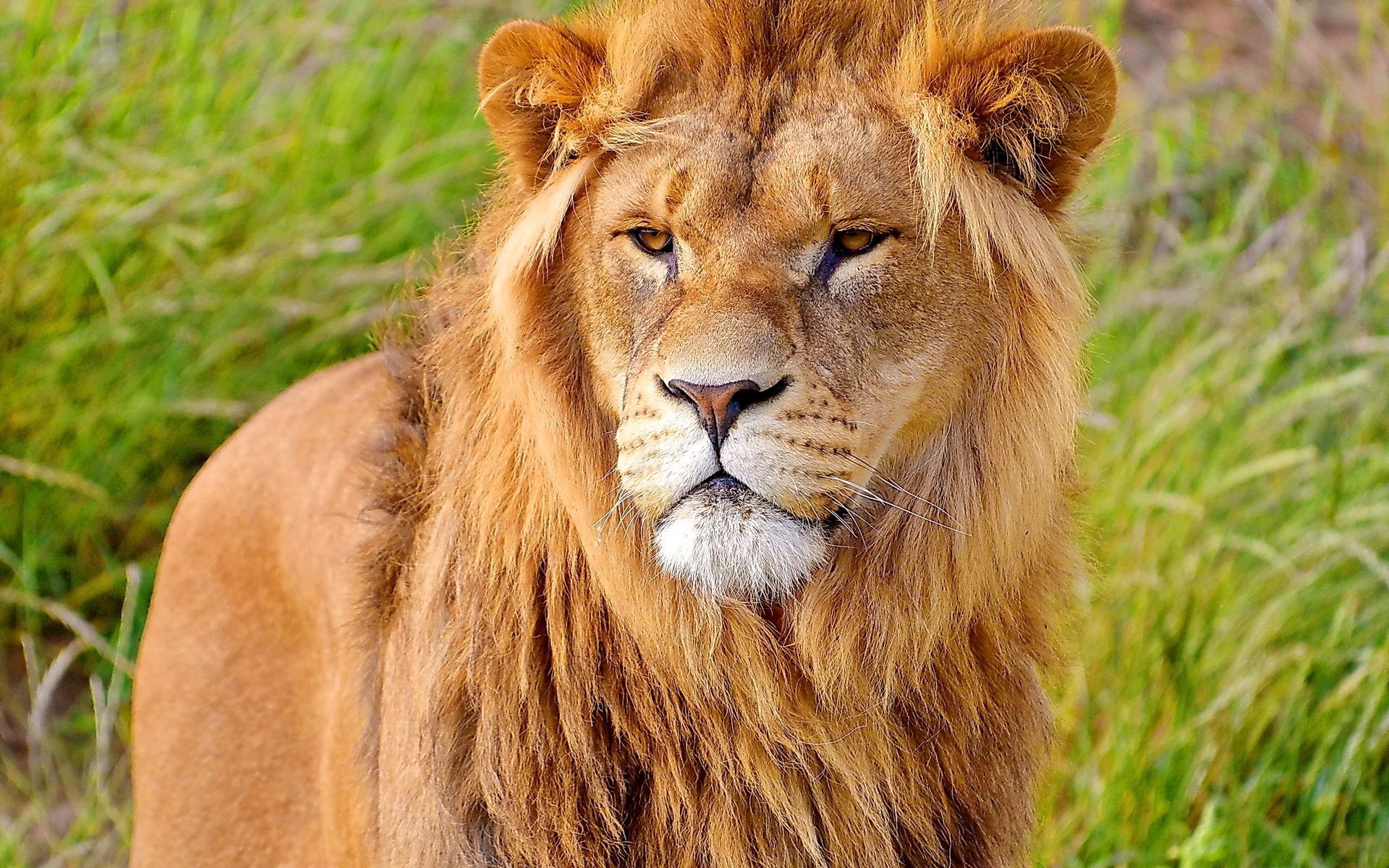 Download mobile wallpaper Lion, Animals, Muzzle, Mane, Predator, Big Cat for free.