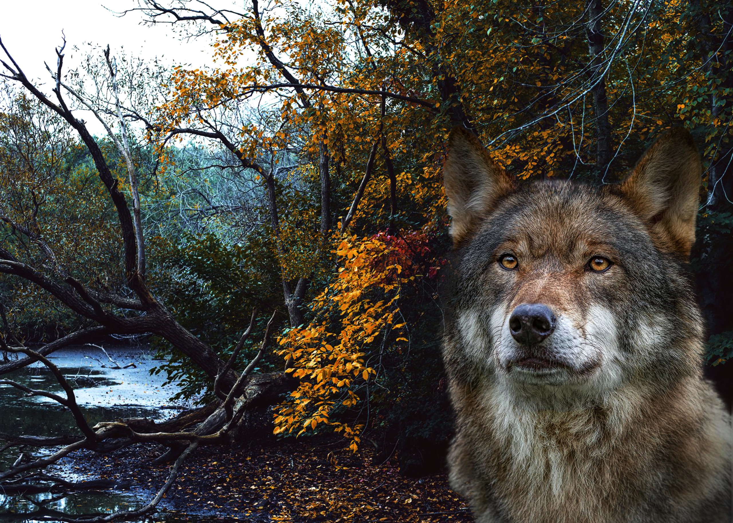 Download mobile wallpaper Forest, Muzzle, Wolf, Animal, Wolves for free.