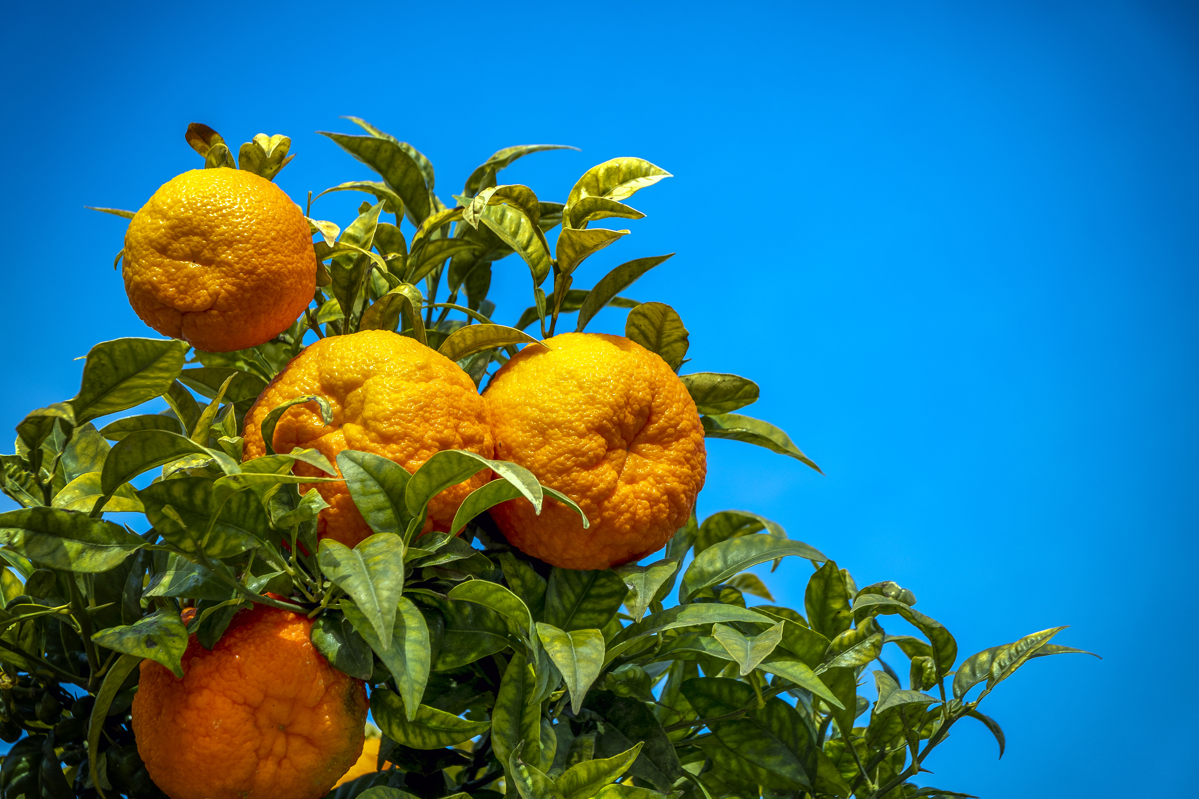 124689 завантажити картинку апельсини, природа, фрукти, листя, гілка, цитрус, цитрусові - шпалери і заставки безкоштовно