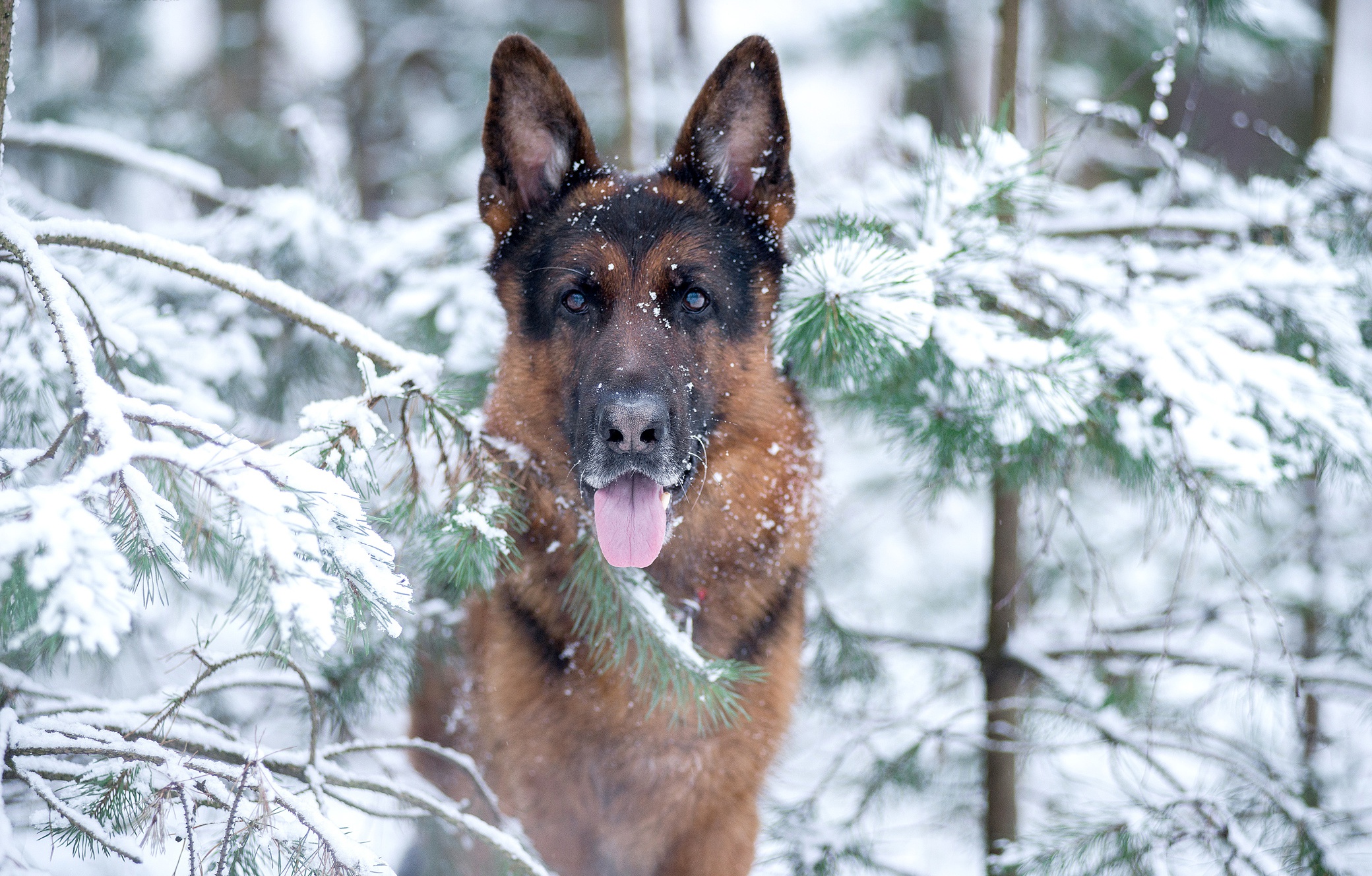 Laden Sie das Tiere, Winter, Hunde, Schnee, Hund, Schäferhund-Bild kostenlos auf Ihren PC-Desktop herunter