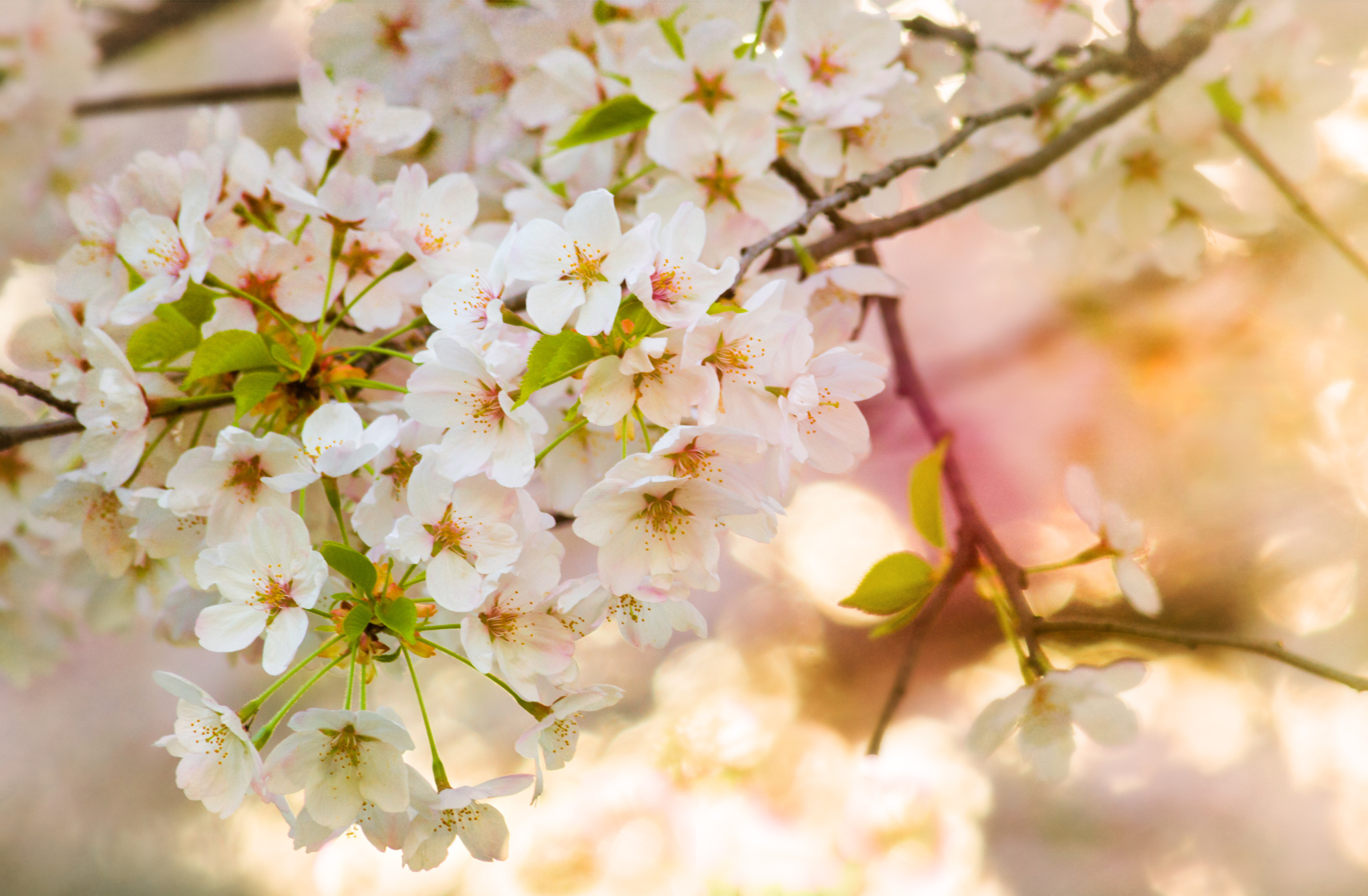 Free download wallpaper Nature, Flowers, Flower, Branch, Earth, Bokeh, White Flower, Blossom on your PC desktop