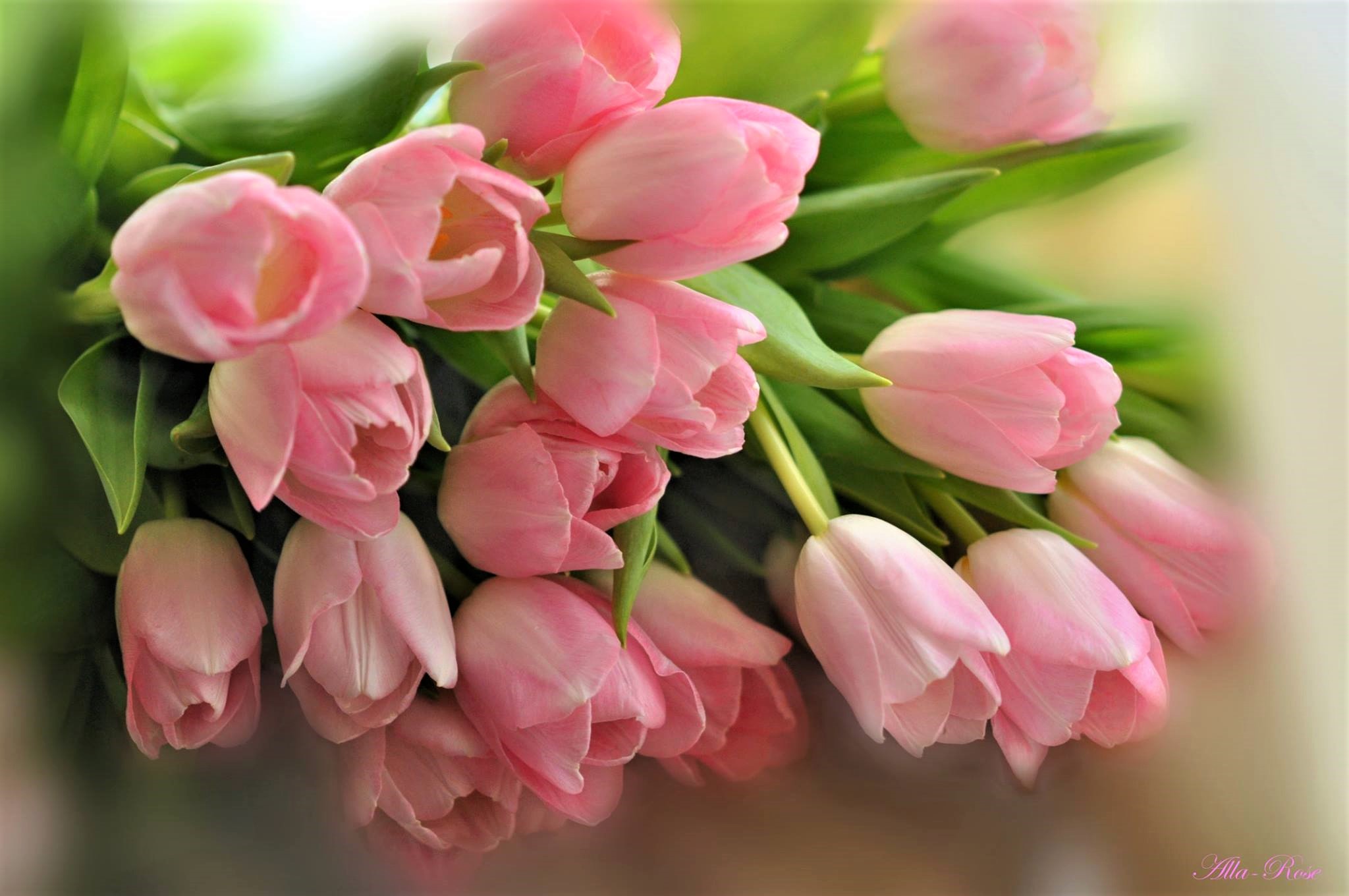 Baixar papel de parede para celular de Flores, Flor, Flor Rosa, Tulipa, Terra/natureza gratuito.