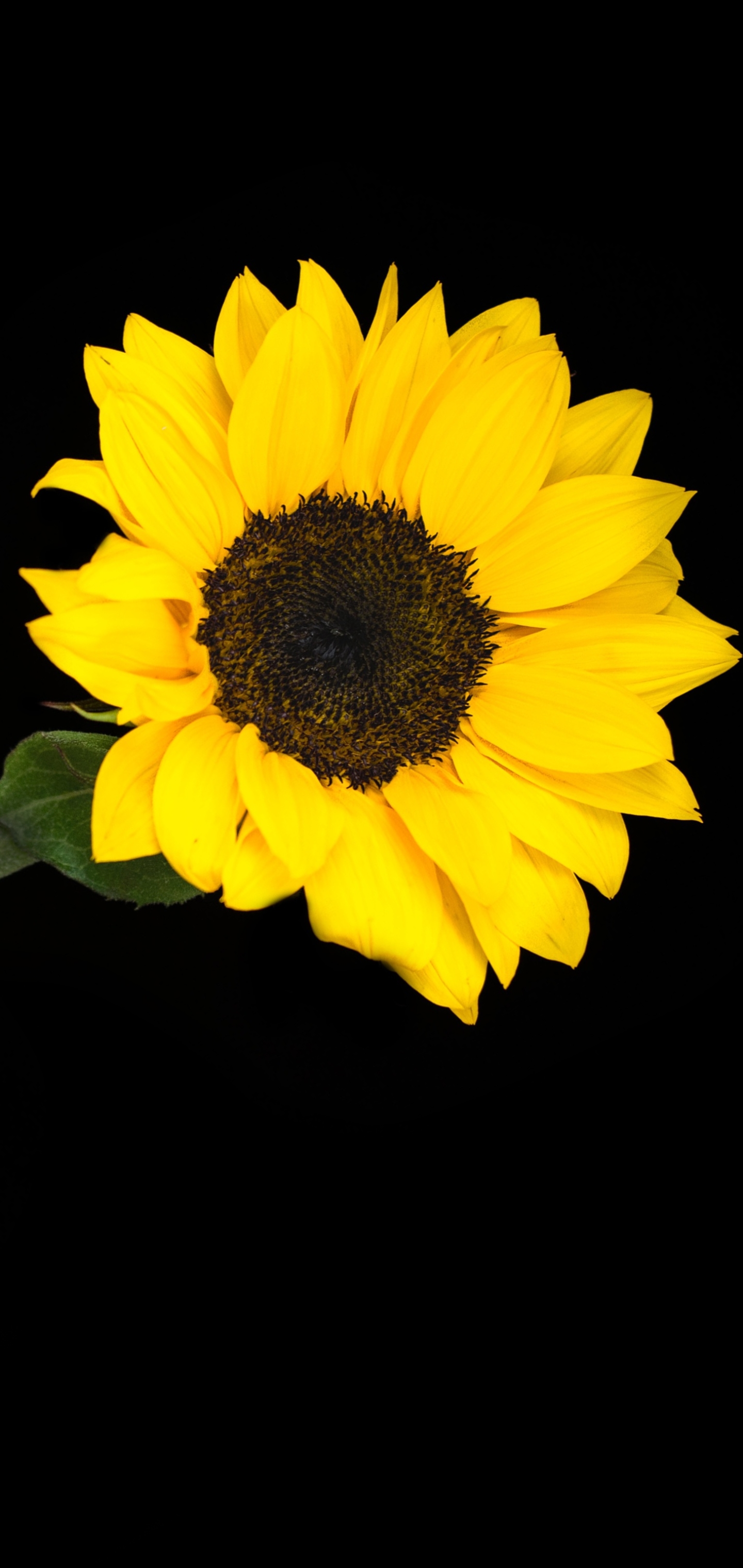 Free download wallpaper Flowers, Flower, Plant, Earth, Sunflower on your PC desktop