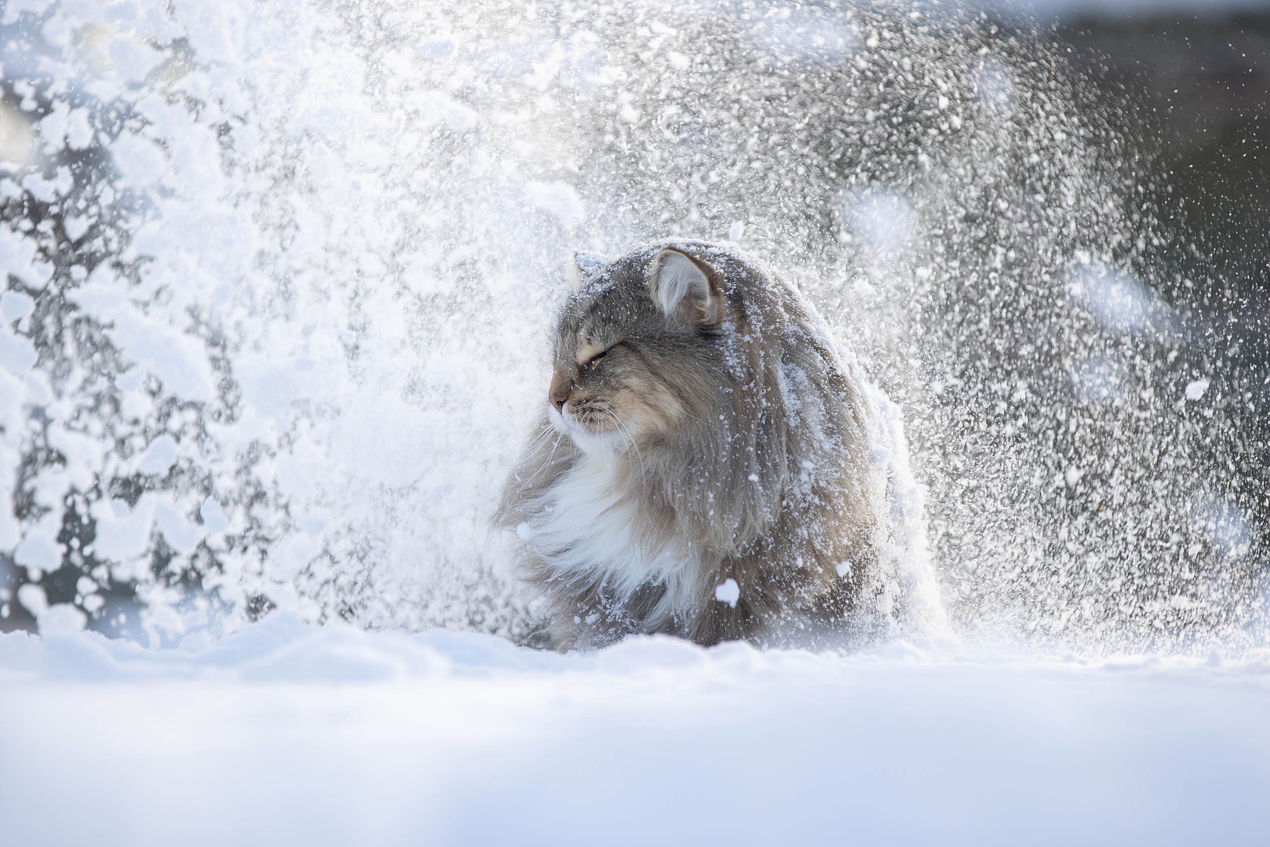 Скачать обои бесплатно Животные, Зима, Снег, Кошка, Кошки картинка на рабочий стол ПК