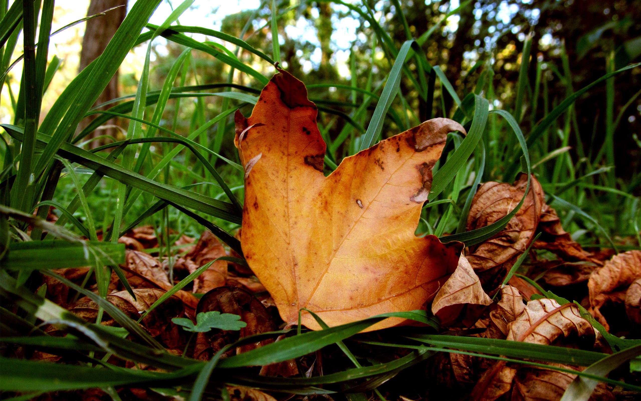 107924 descargar imagen naturaleza, hierba, otoño, hojas, verde, seco, arce: fondos de pantalla y protectores de pantalla gratis