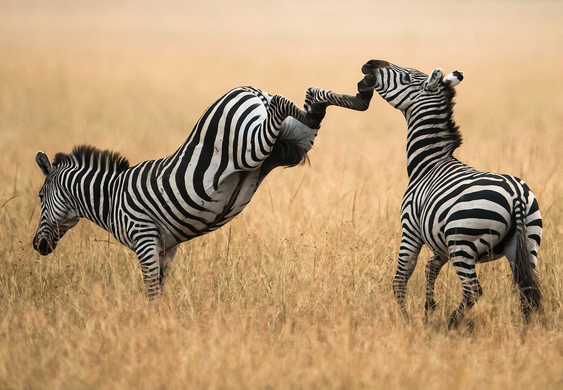 Download mobile wallpaper Animals, Grass, Stroll, Zebra, Pair, Couple for free.