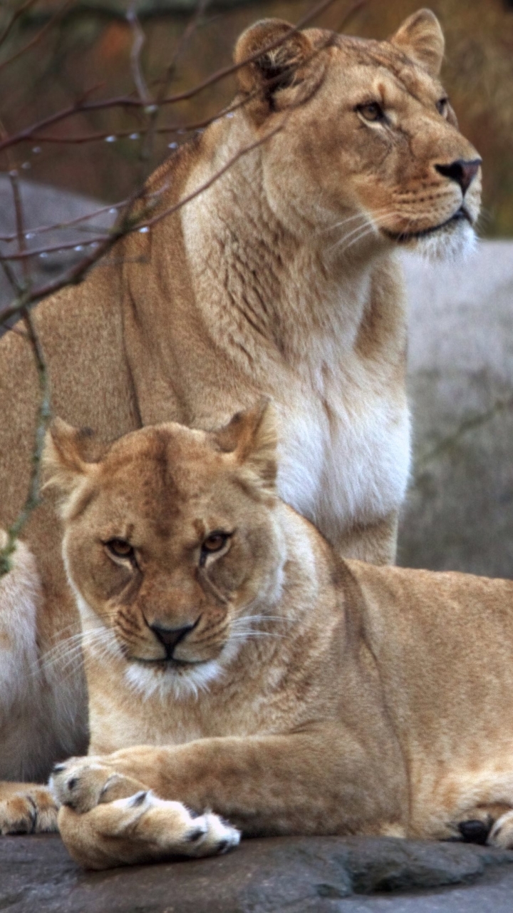 Descarga gratuita de fondo de pantalla para móvil de Animales, Gatos, León.