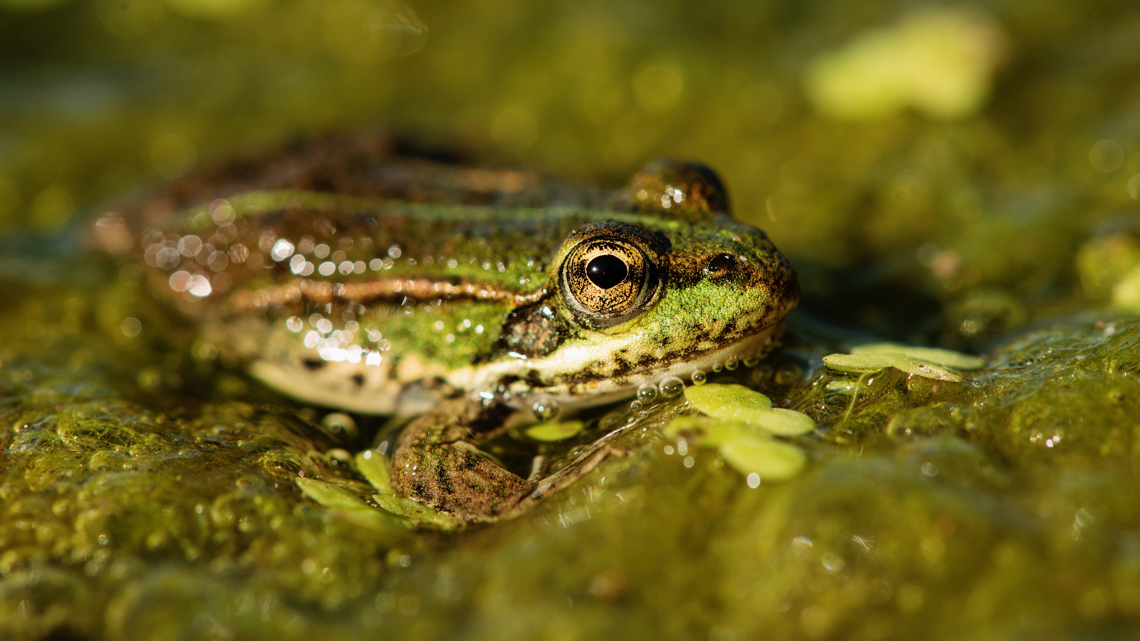 Download mobile wallpaper Water, Frogs, Close Up, Animal, Frog for free.