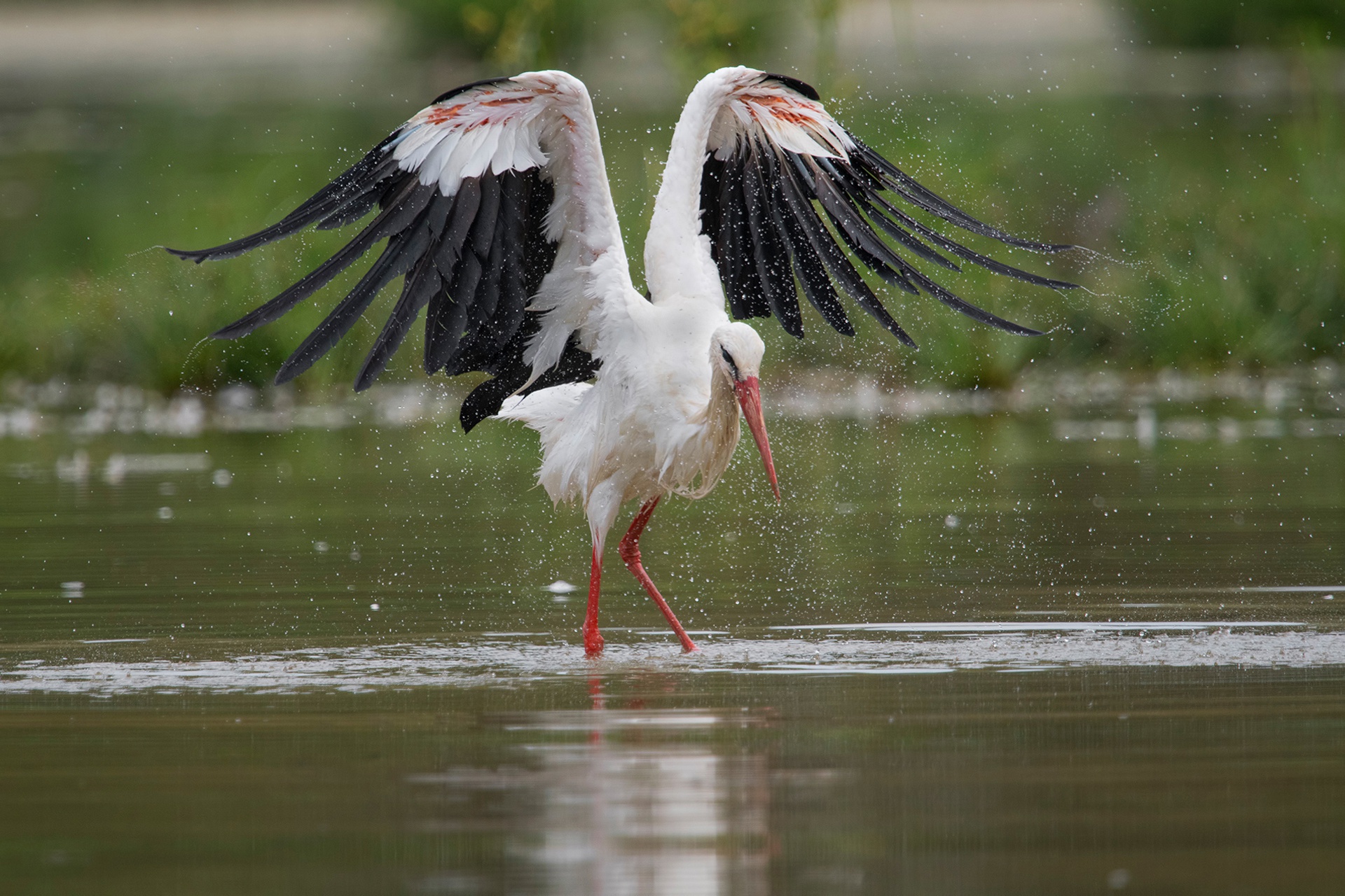 Free download wallpaper Birds, Bird, Animal, Stork, White Stork on your PC desktop