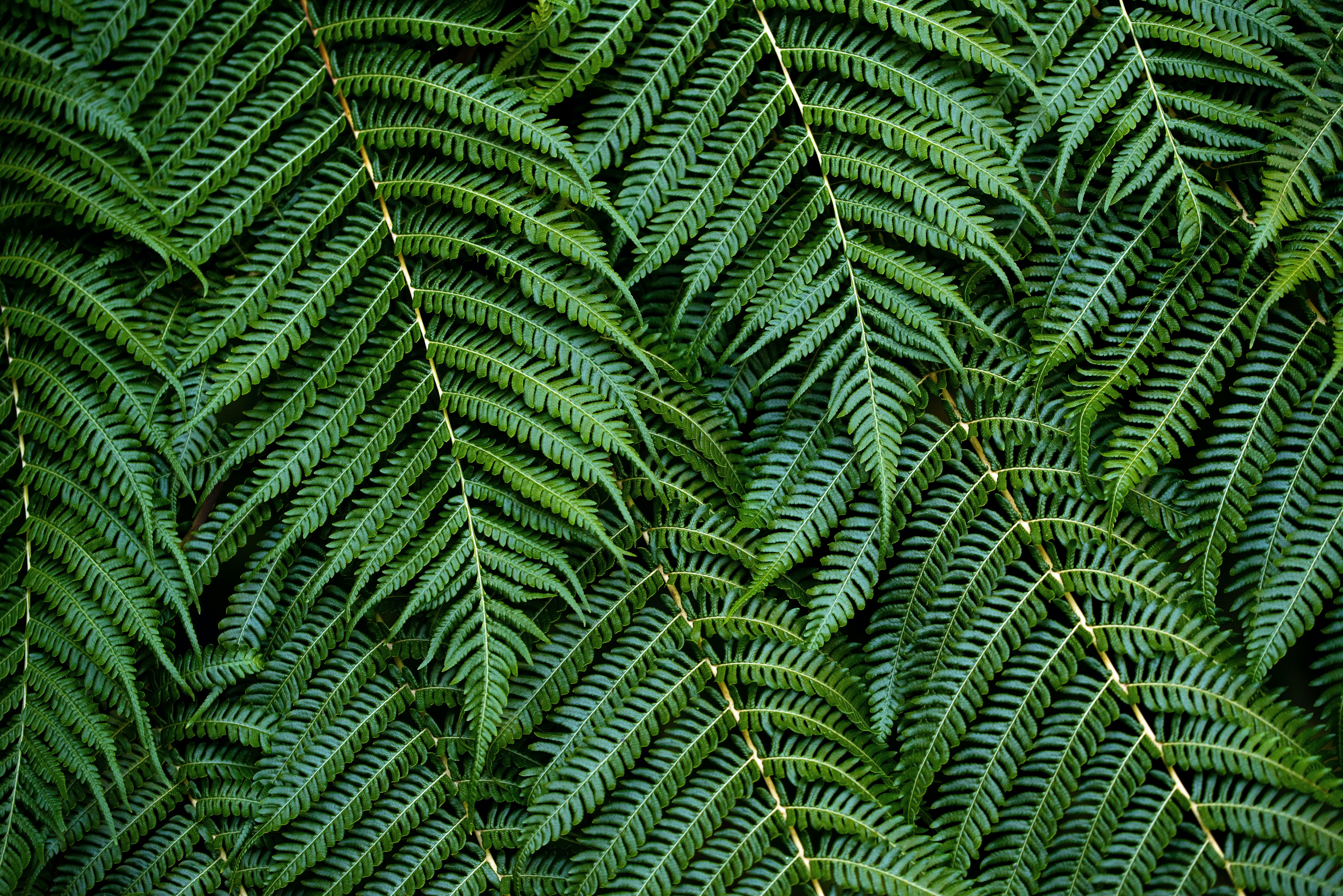 Download mobile wallpaper Branches, Bush, Macro, Leaves, Fern for free.