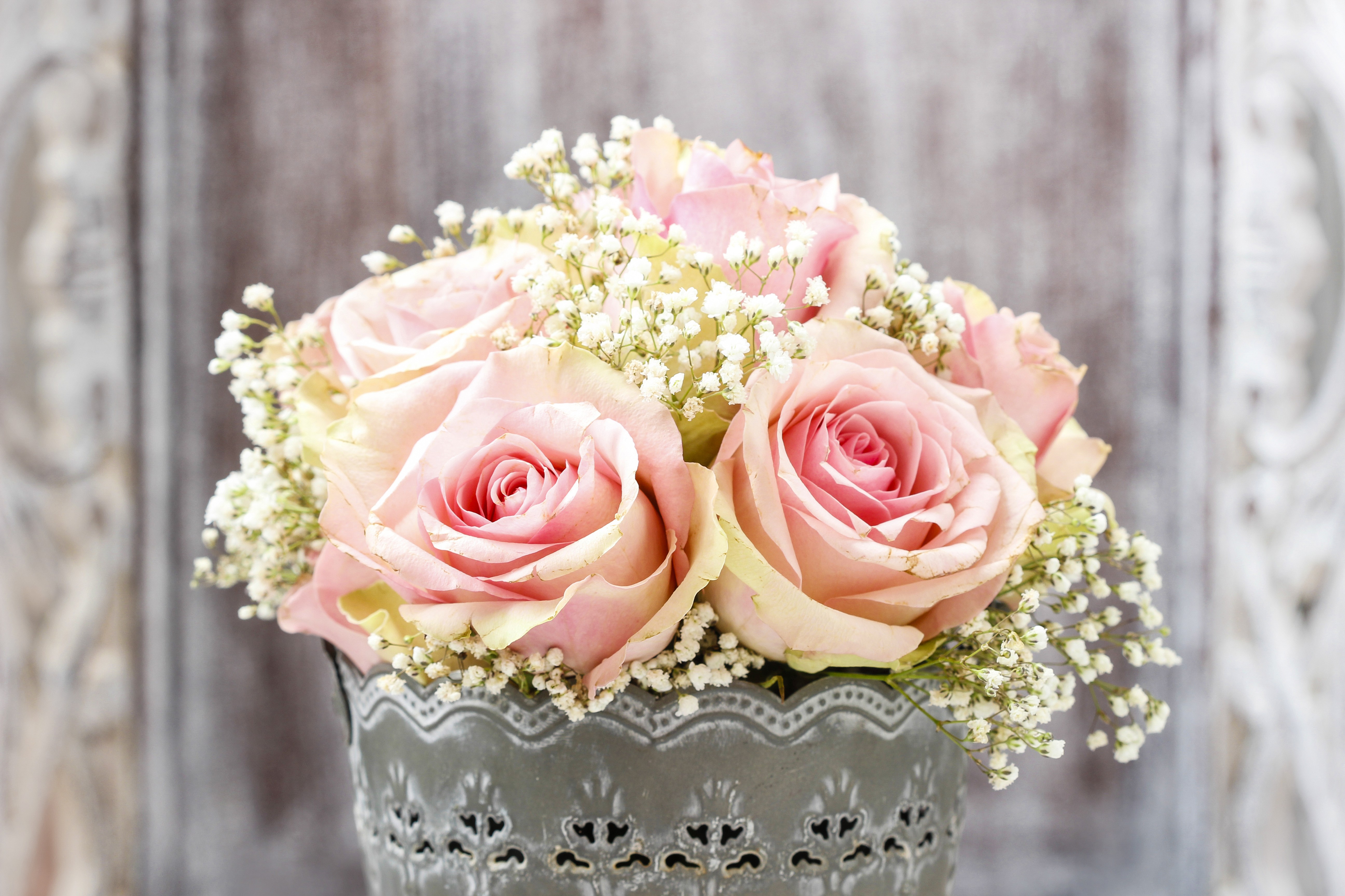 Laden Sie das Blumen, Blume, Rose, Erde/natur, Pinke Blume, Säuglingsatem-Bild kostenlos auf Ihren PC-Desktop herunter