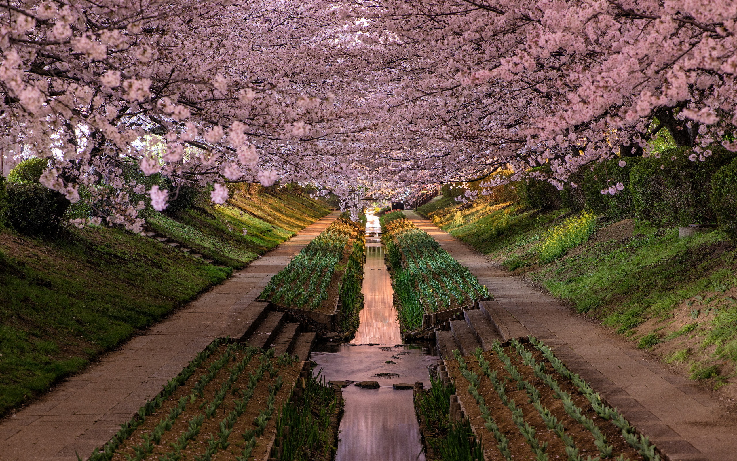 Descarga gratis la imagen Parque, Florecer, Japón, Fotografía, Canal en el escritorio de tu PC
