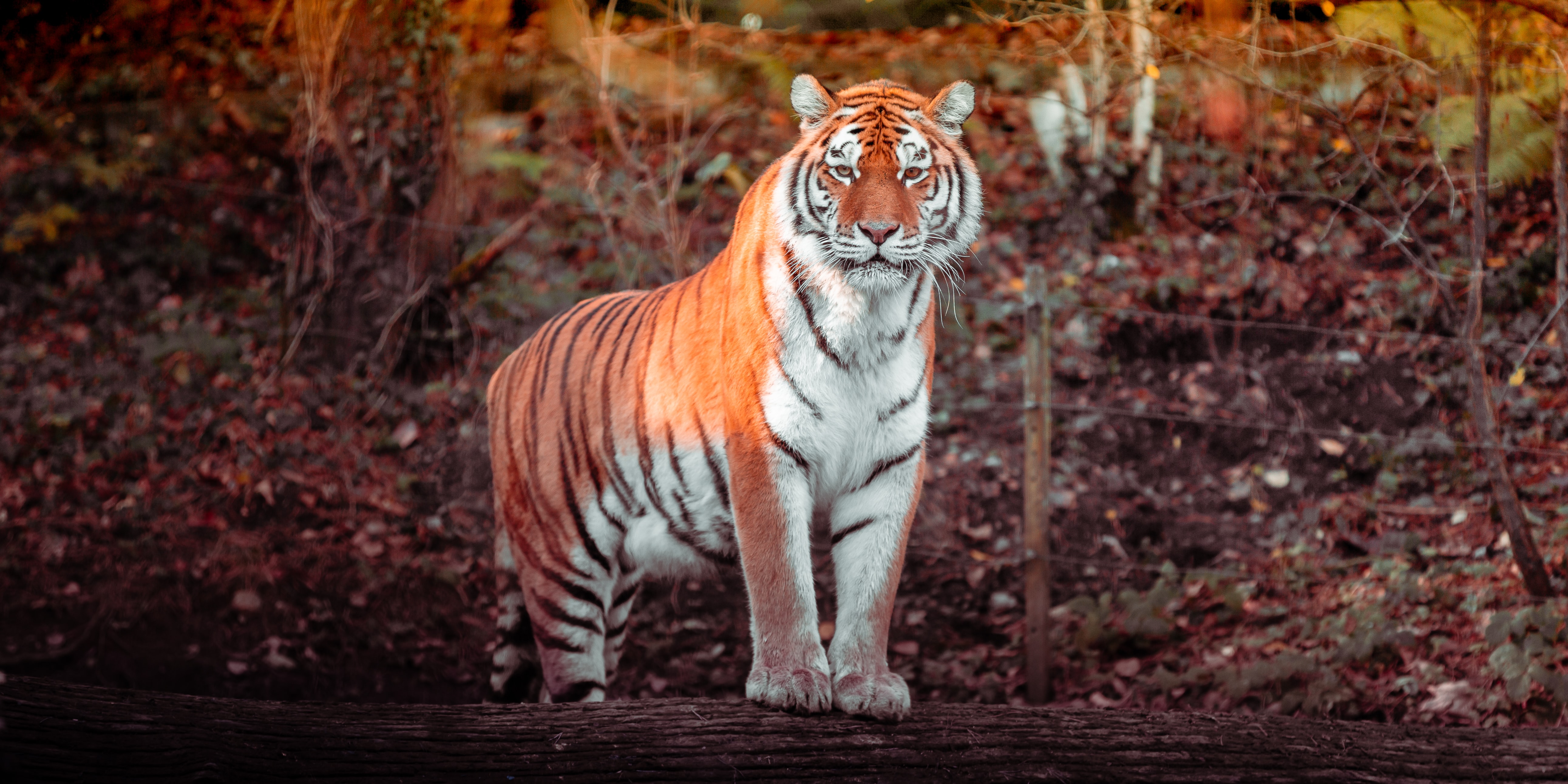Descarga gratuita de fondo de pantalla para móvil de Depredador, Gato Grande, Animales, Tigre, Animal.